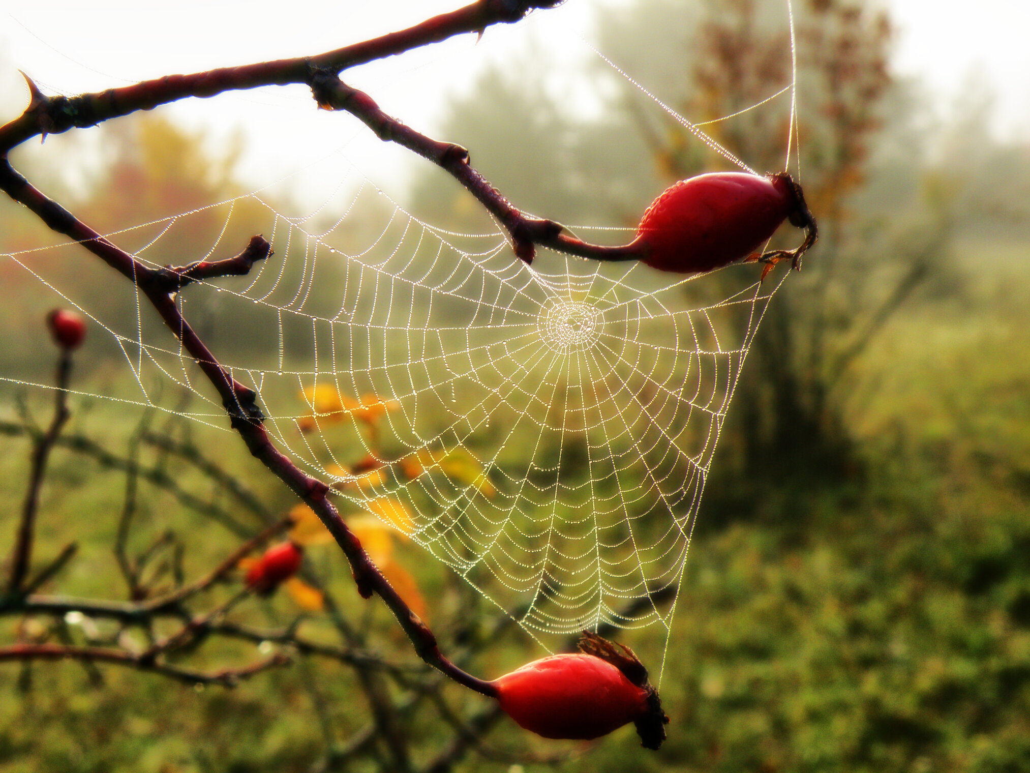 Осенние ягоды.