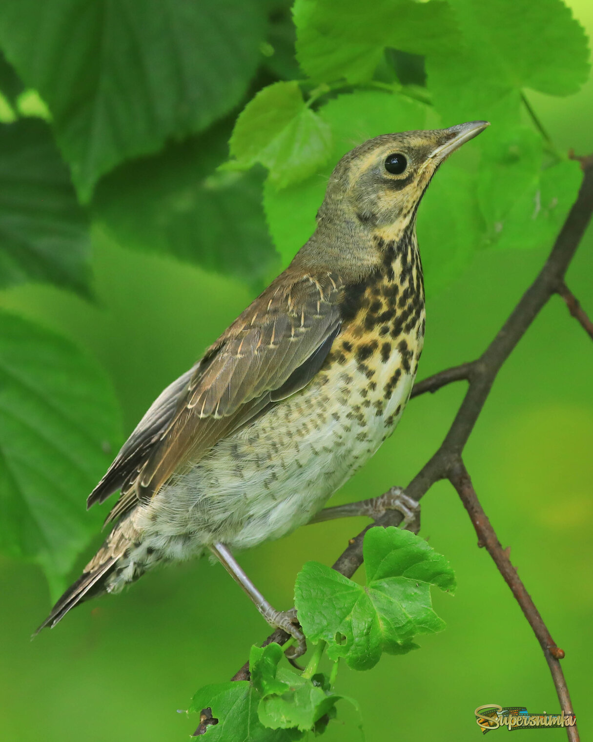 Всё такое странное кругом! 