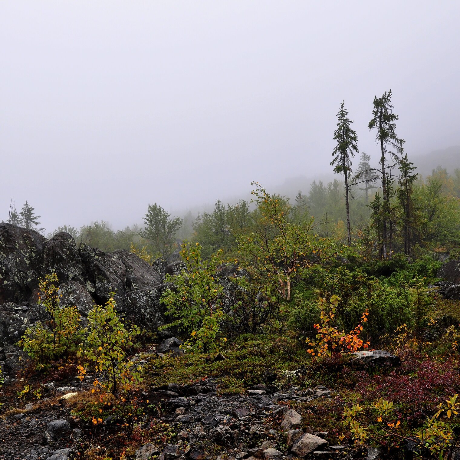 Мончетундра (подножие, предгорье)
