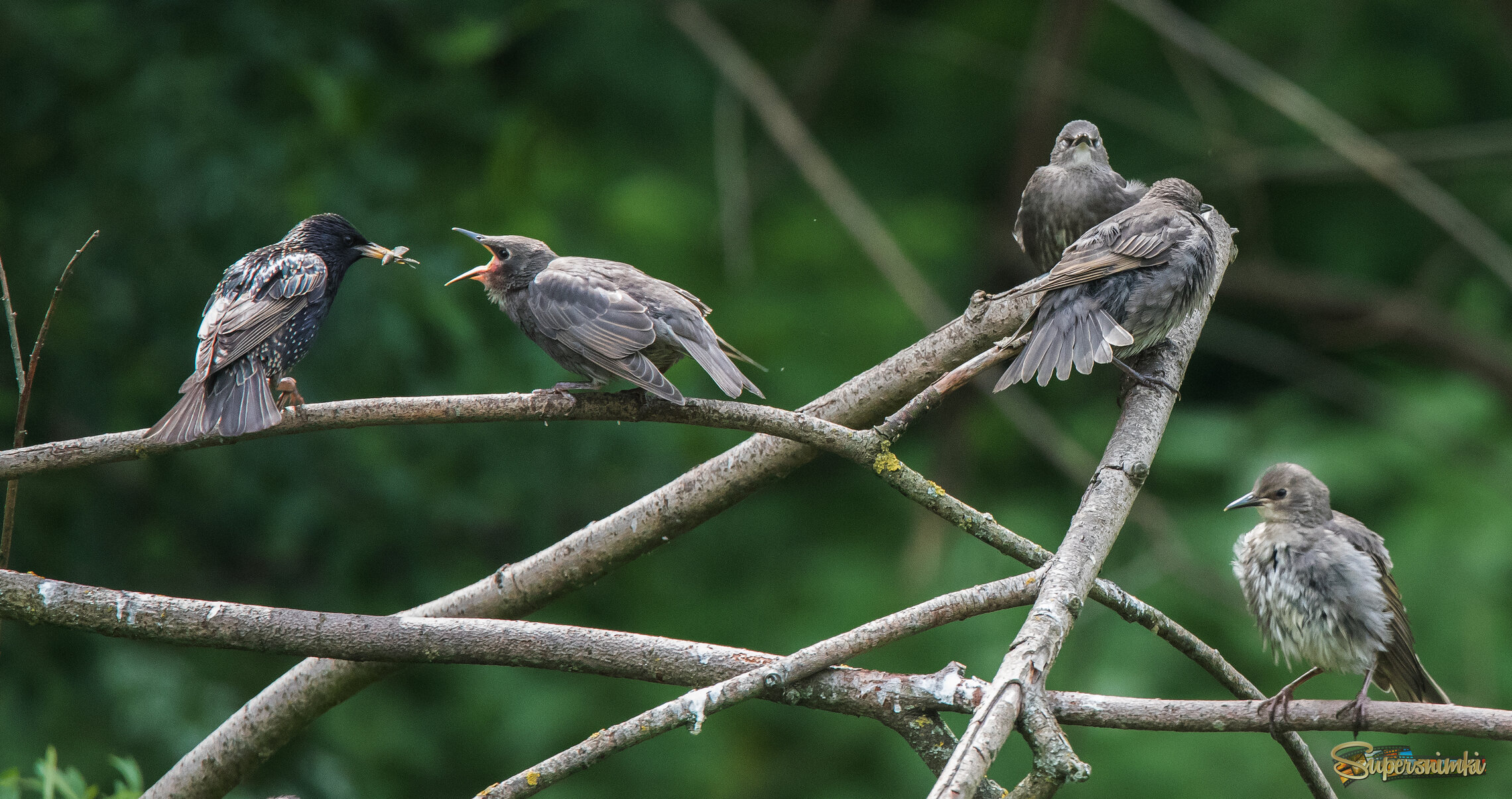 В очереди на кормежку.