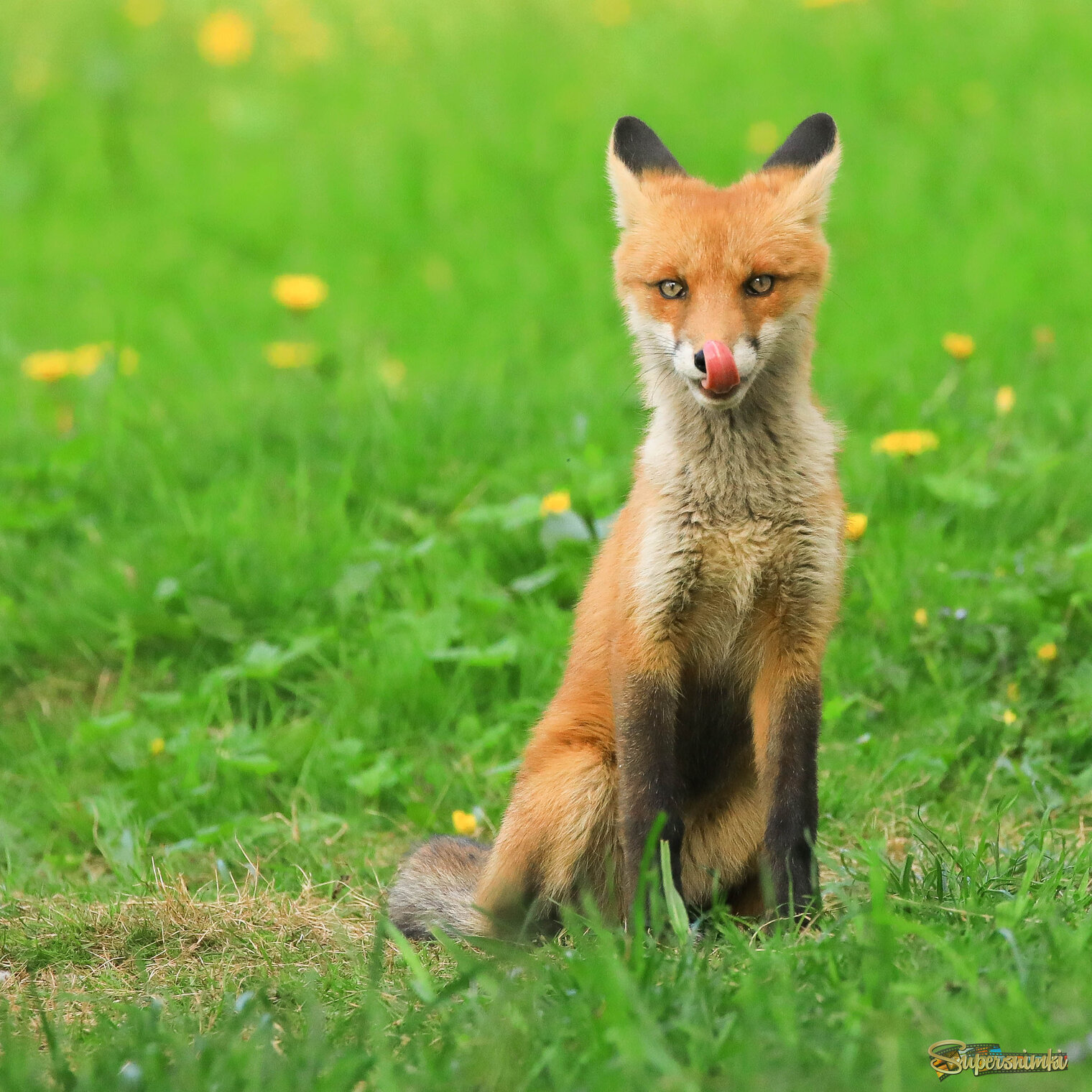 А вам слабо свой нос облизать?