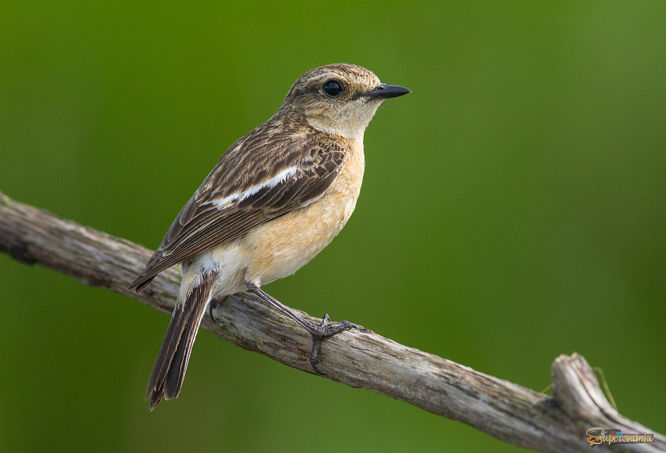 Черноголовый чекан  (самка)