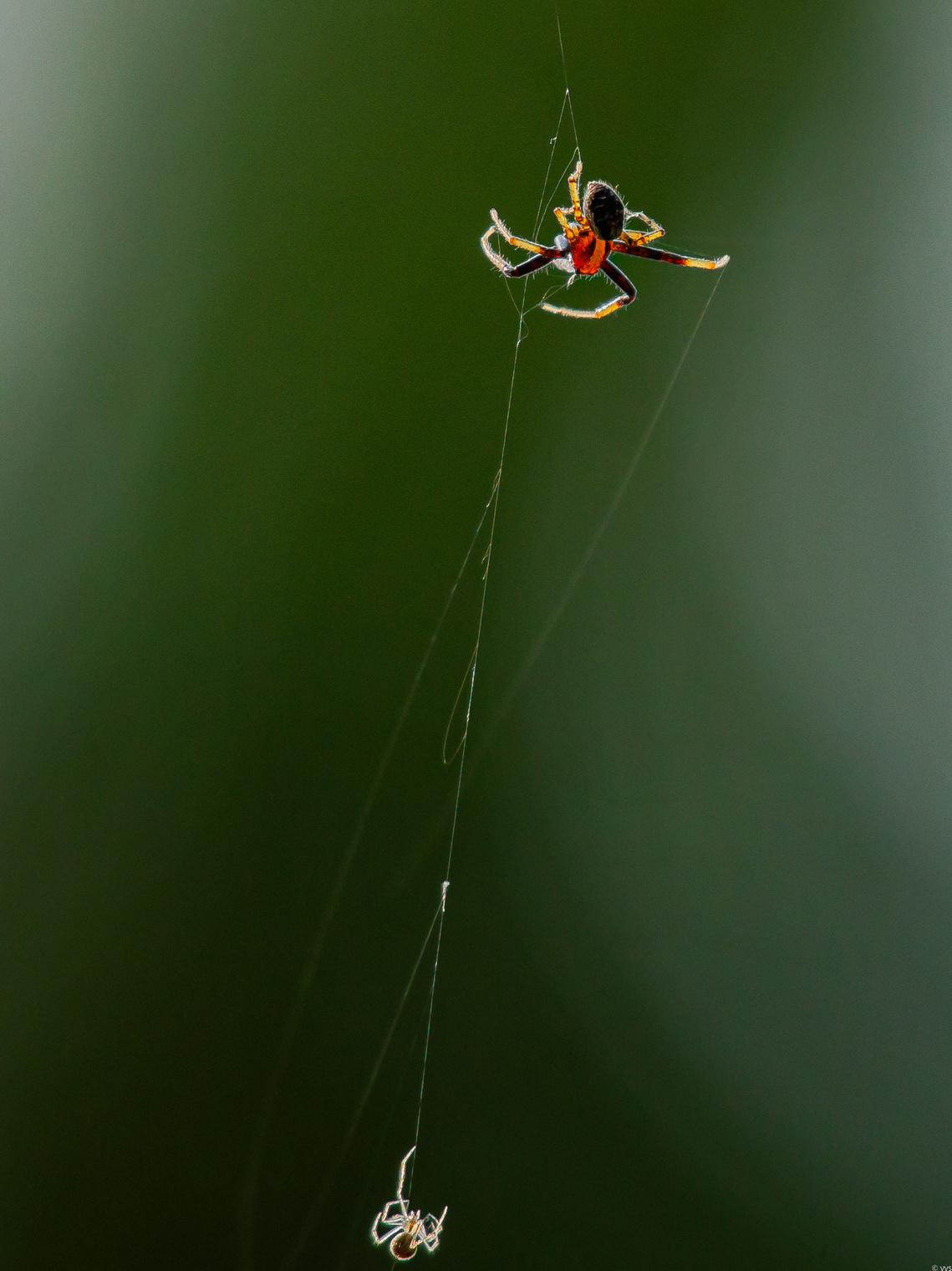 — Ой! Вань! Умру от акробатиков! Смотри, как вертится, нахал! Завцеха наш товарищ Сатюков Недавно в клубе так скакал.
