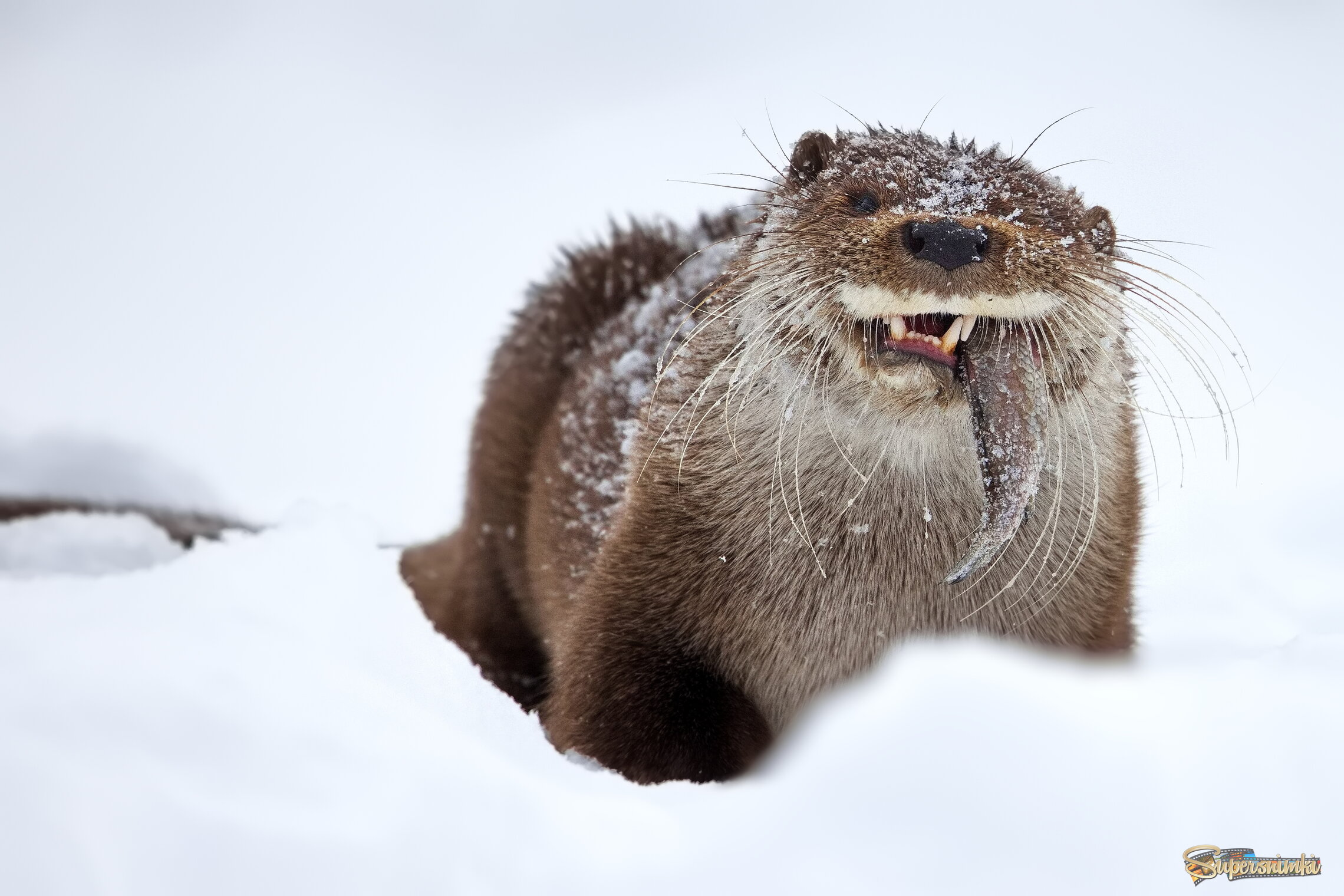 Съесть или не съесть!?)