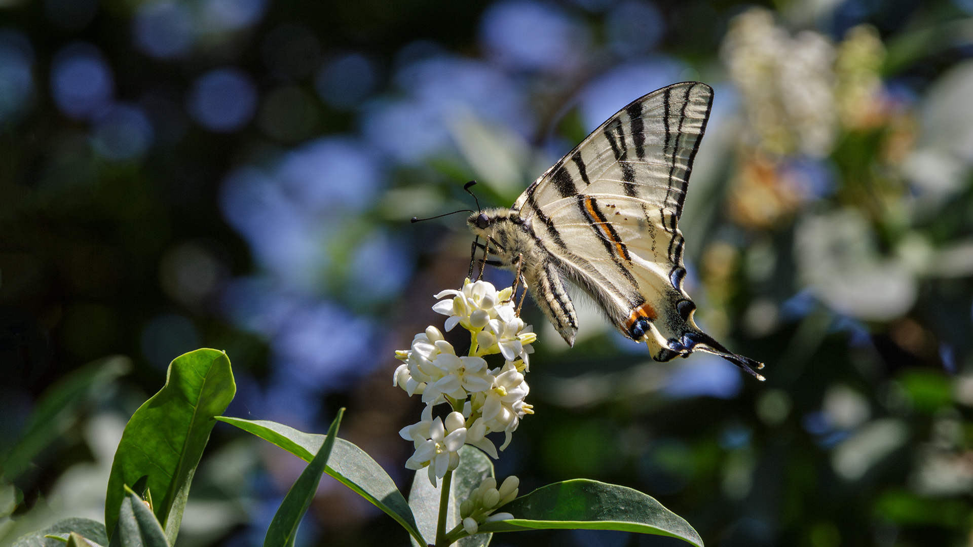 Вот и лето пришло!