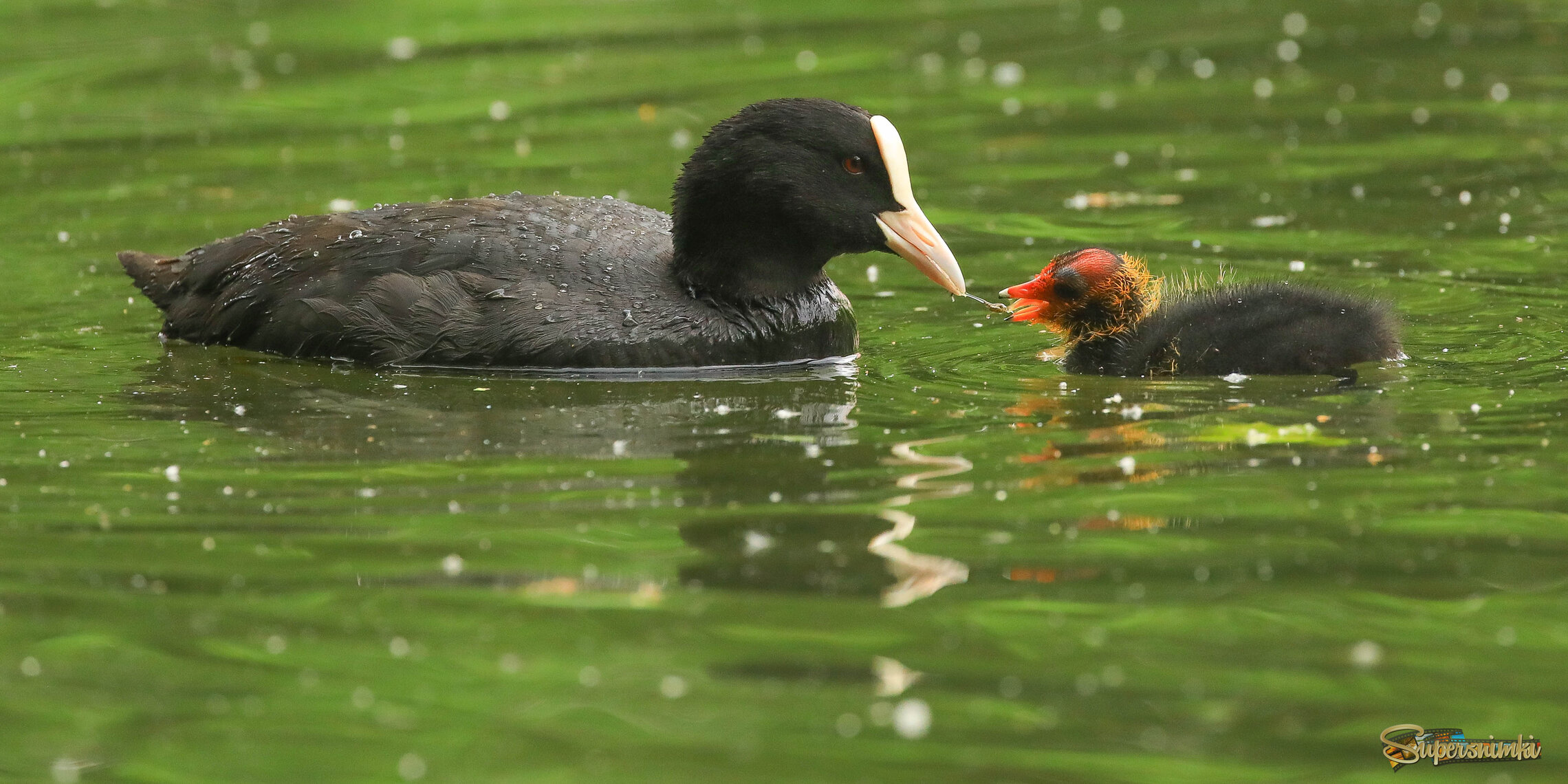 Давай скорее!