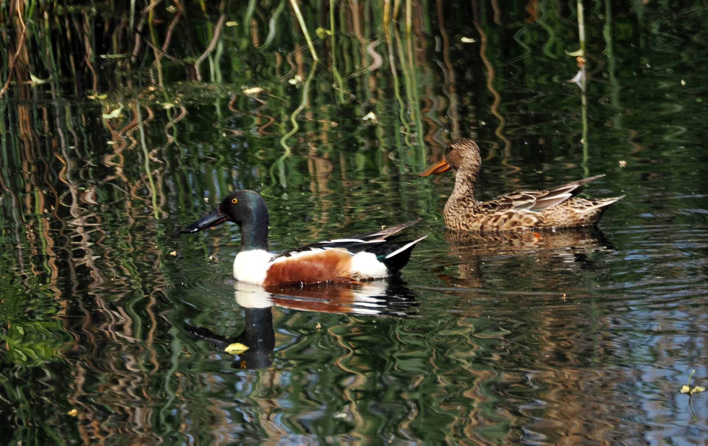 Утки-широконоски, самец и самка.