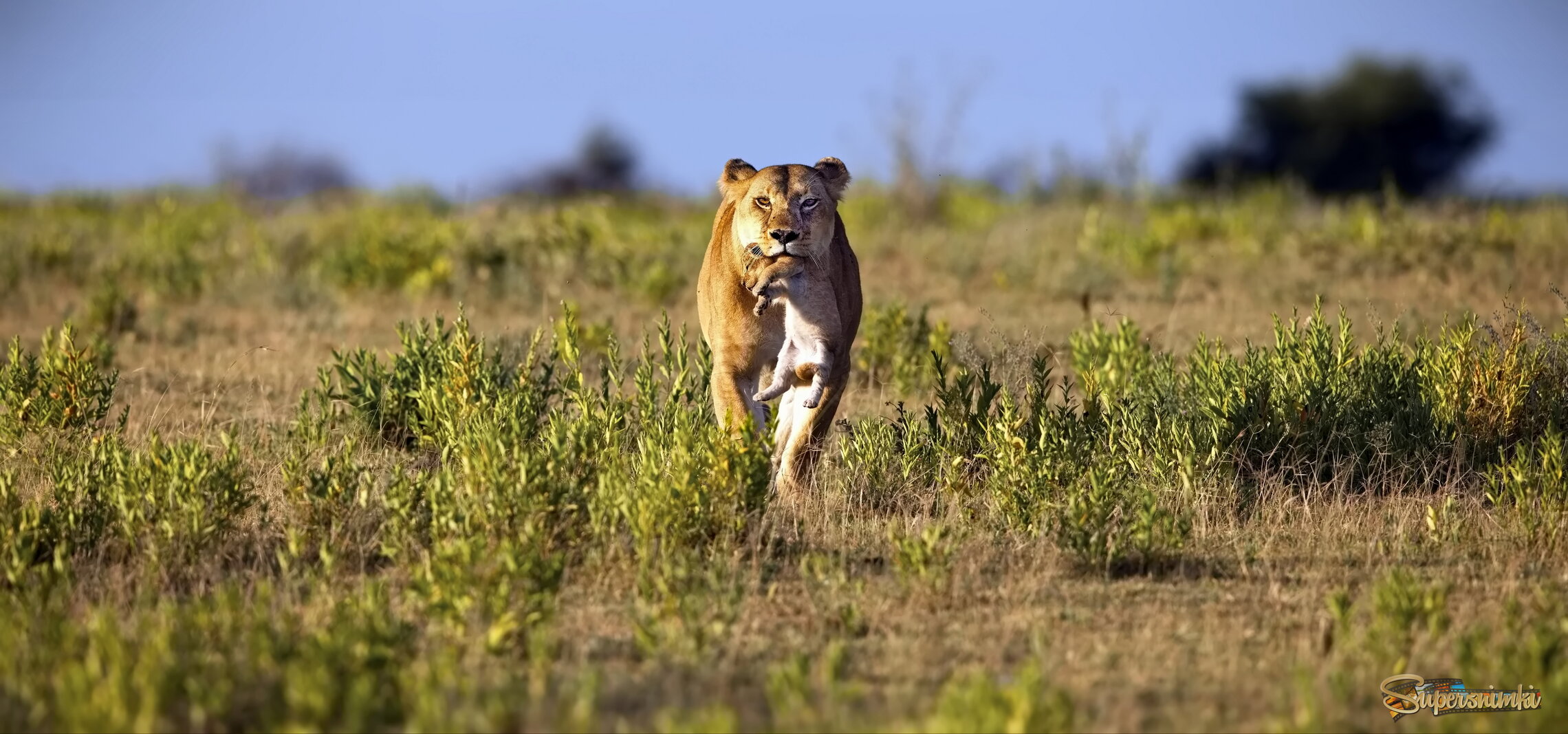 Хрупкая ноша