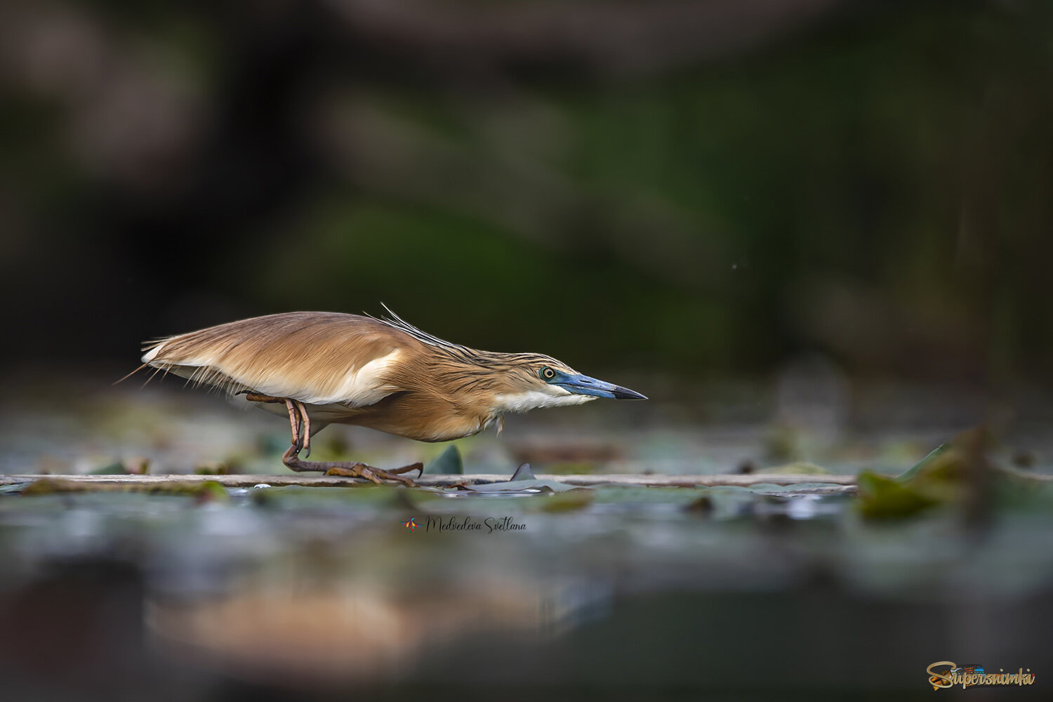 Жёлтая цапля.