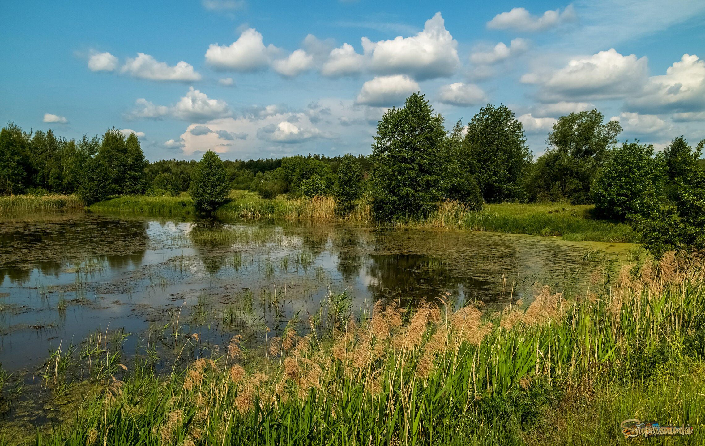 Июньское утро 