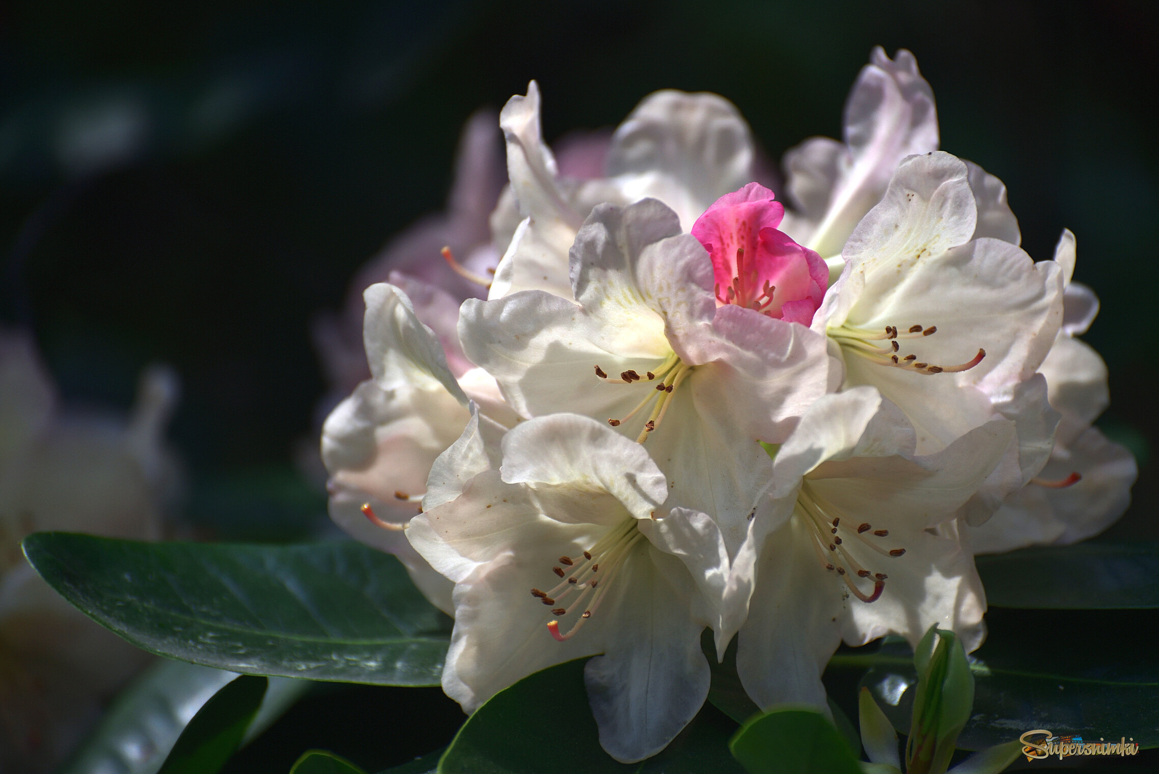 6844604bfae7fd34106389ae