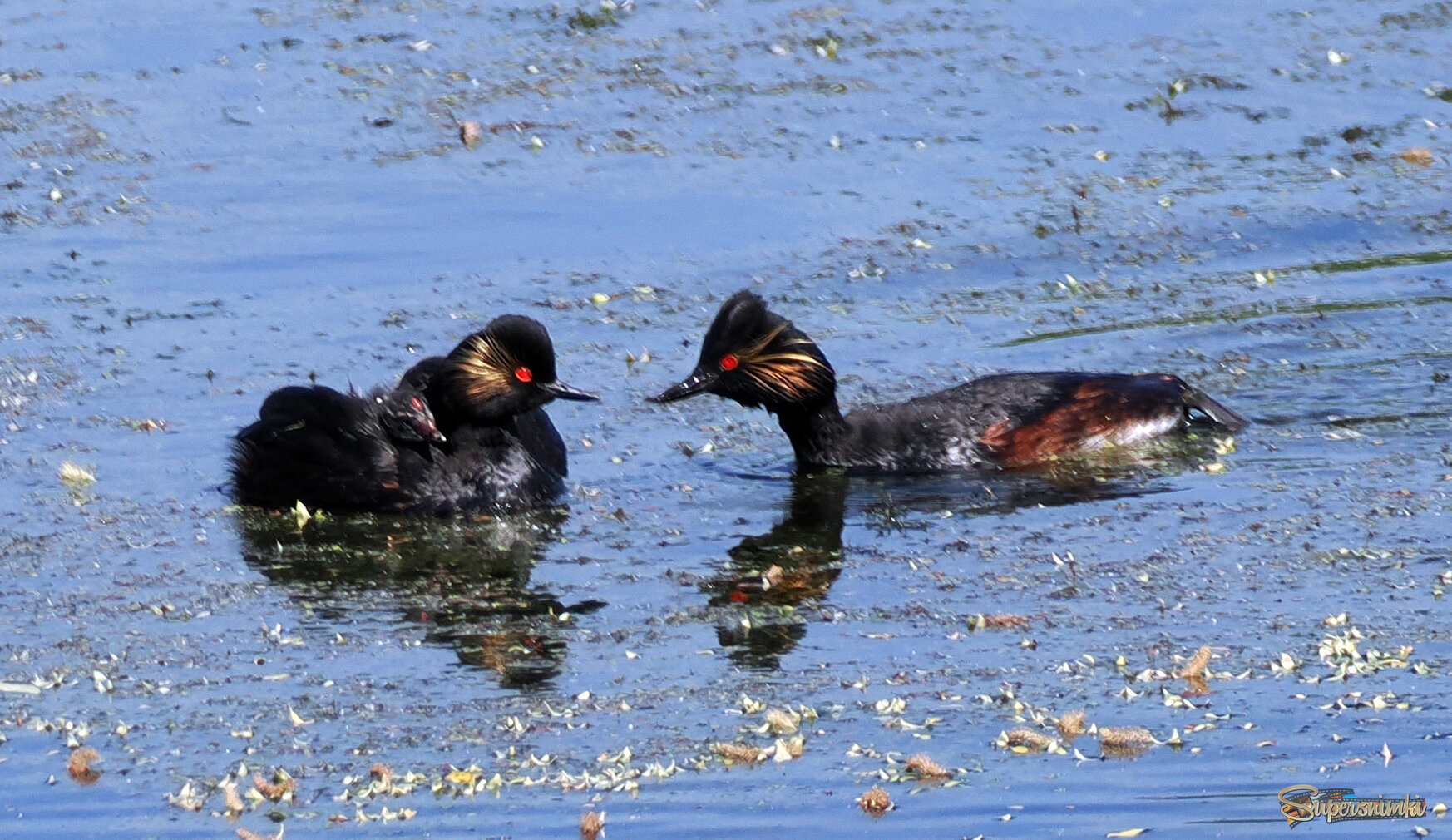Семья черношейных поганок.
