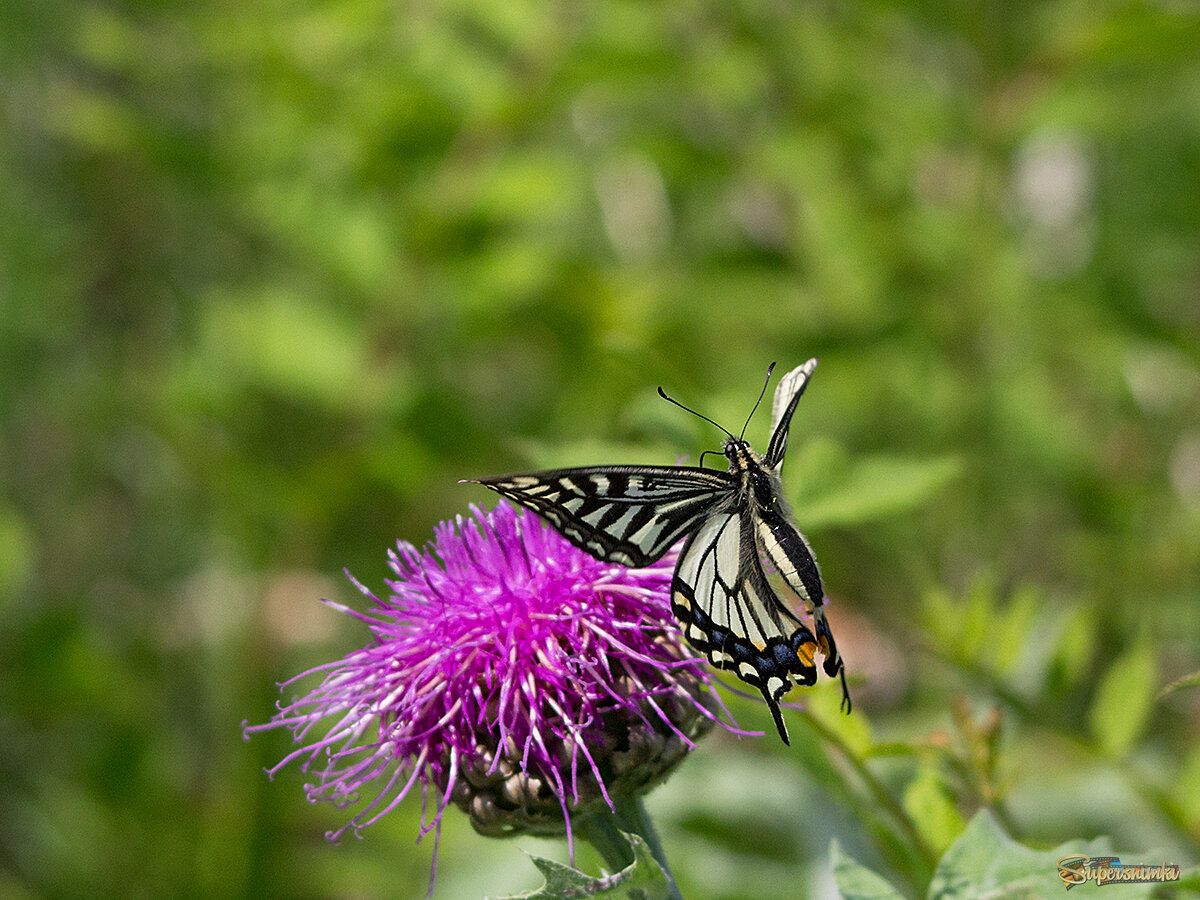 Созерцание парусников в тайге Приморья на цветах Левзеи. (маралий корень)