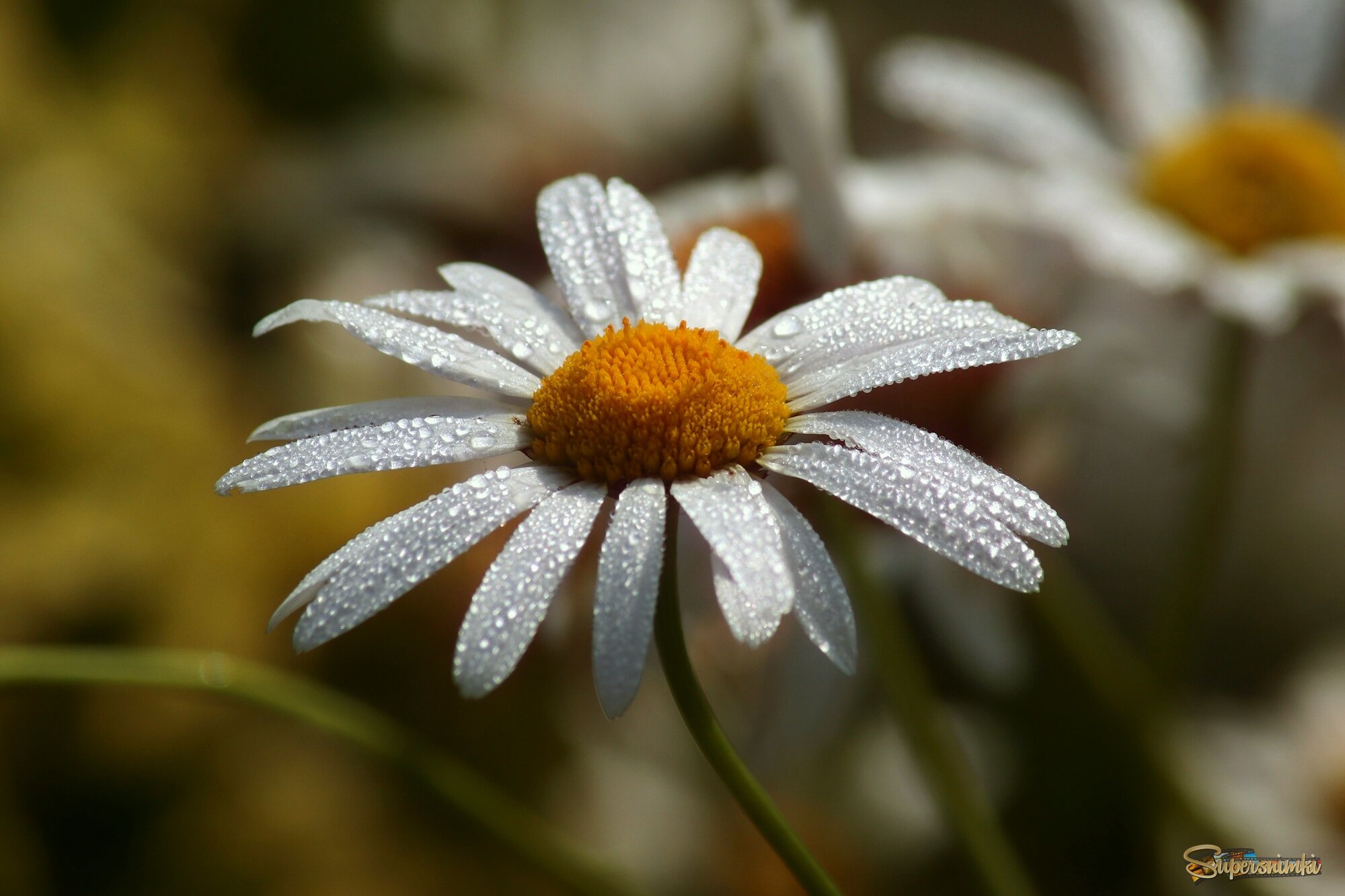 Доброе утро