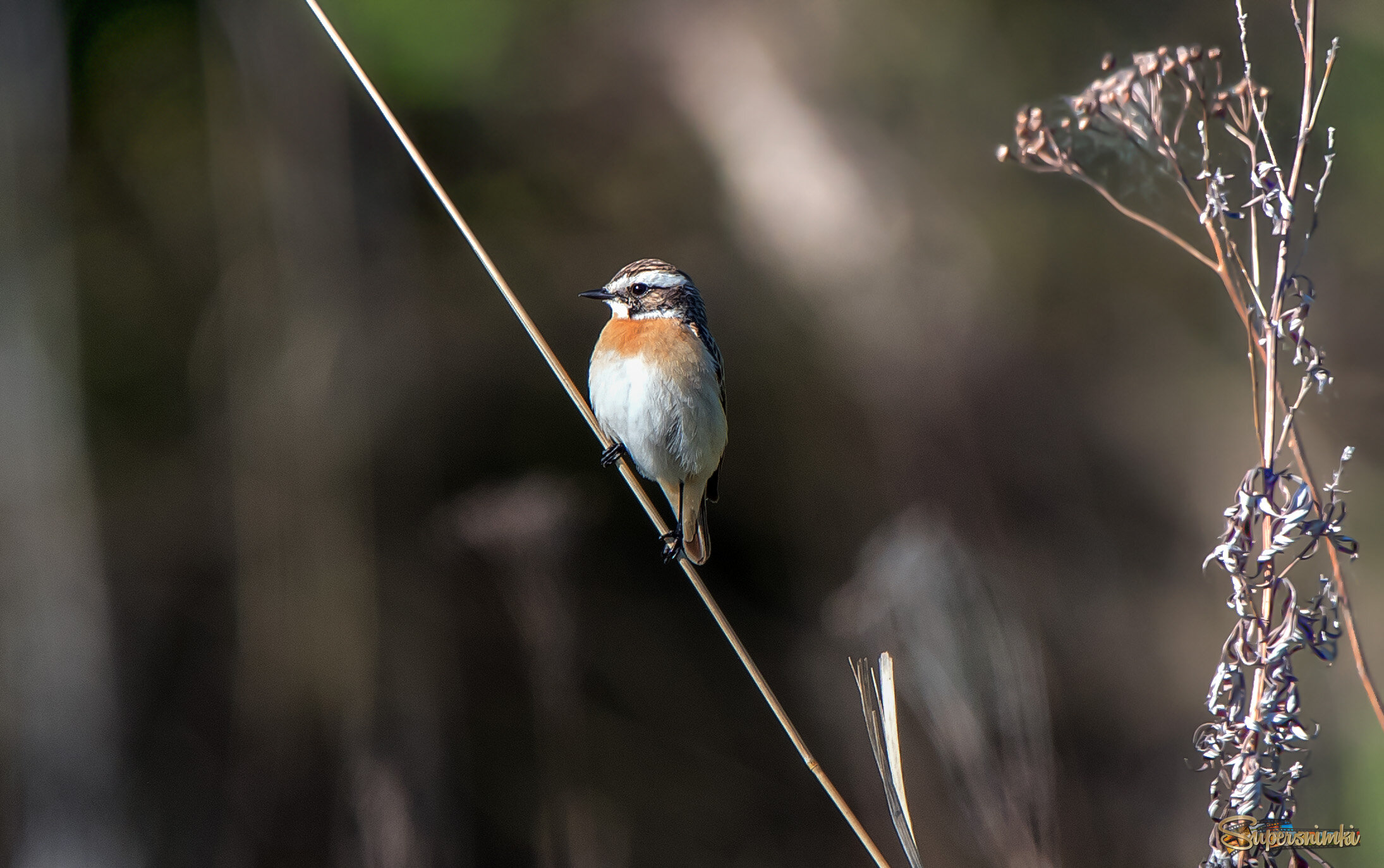 Луговой чекан.