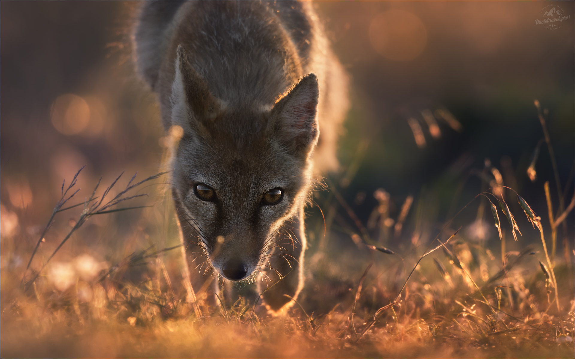 Безмолвный диалог