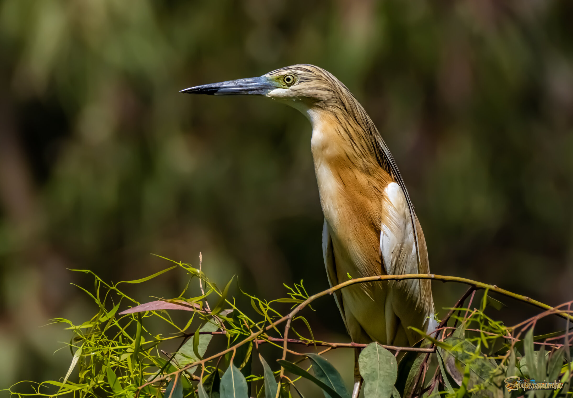 Рыжая хитрюга