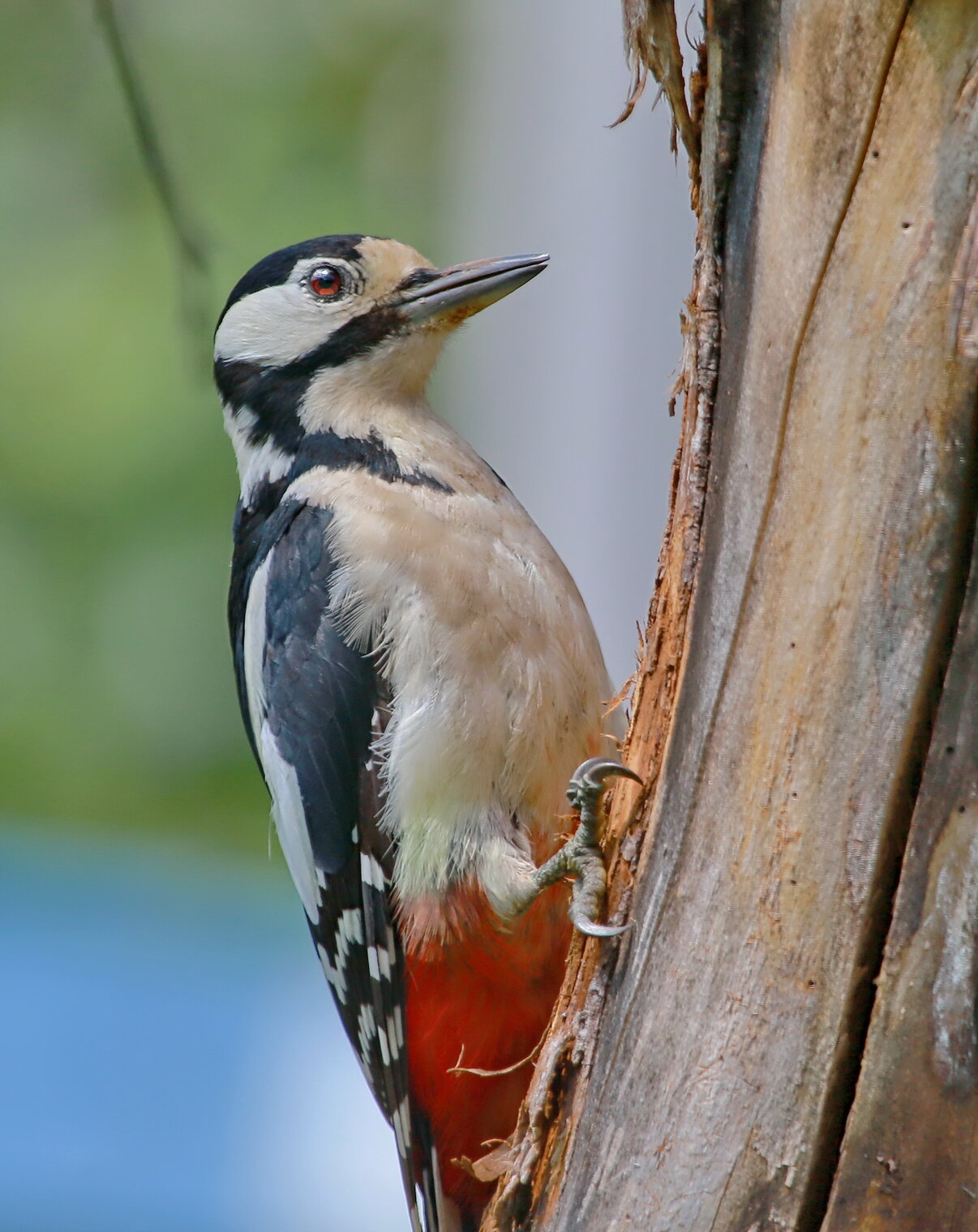 пёстрый и большой