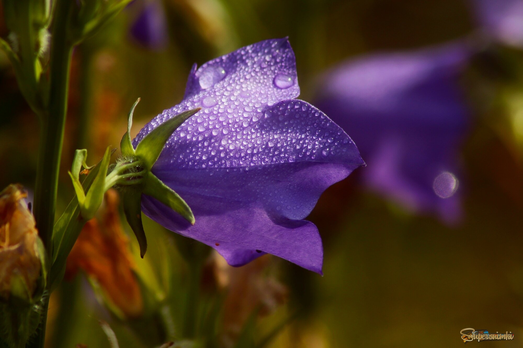 Утро колокольчика