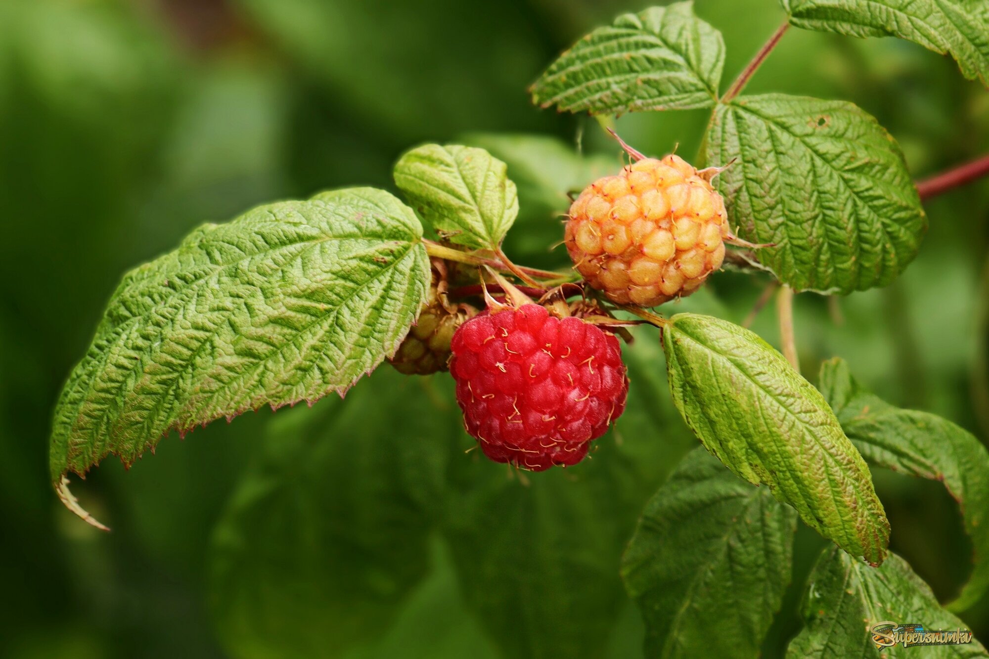 Спеет малинка