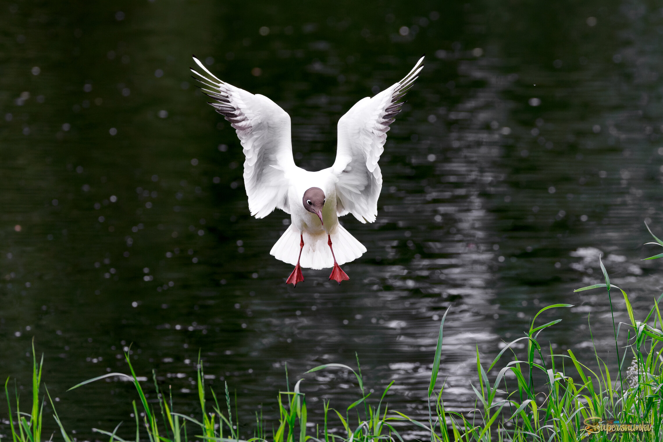 Чайка зависла над водой.