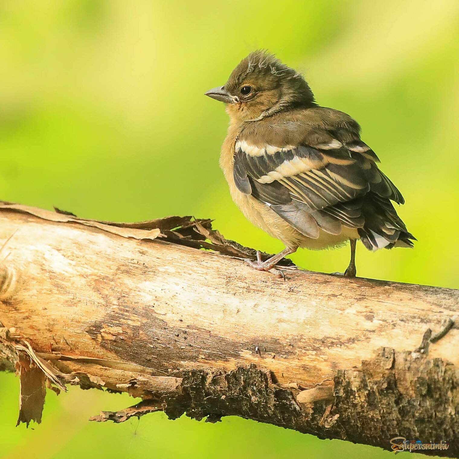 В ожидании мамы
