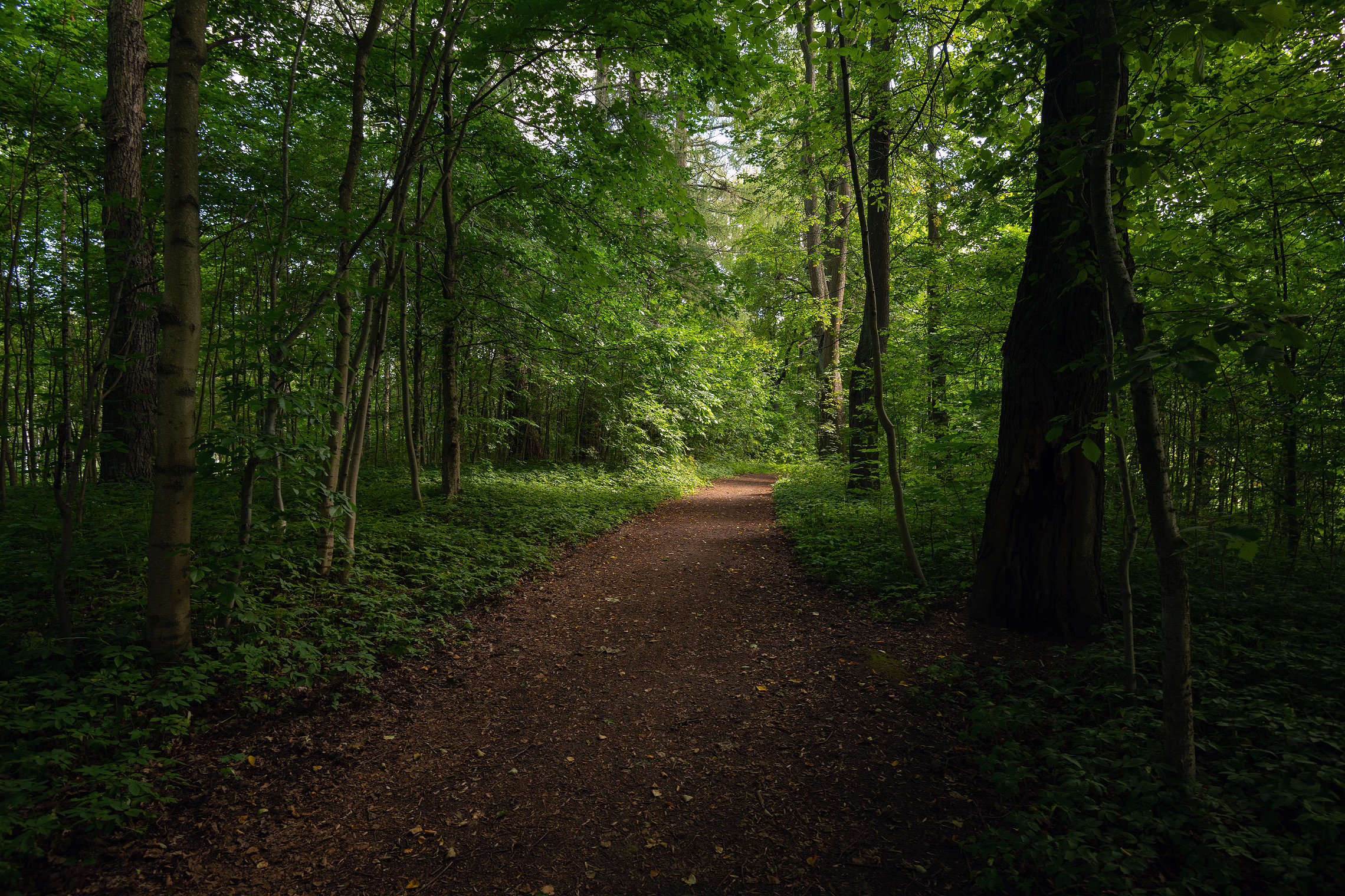 Осиновая роща