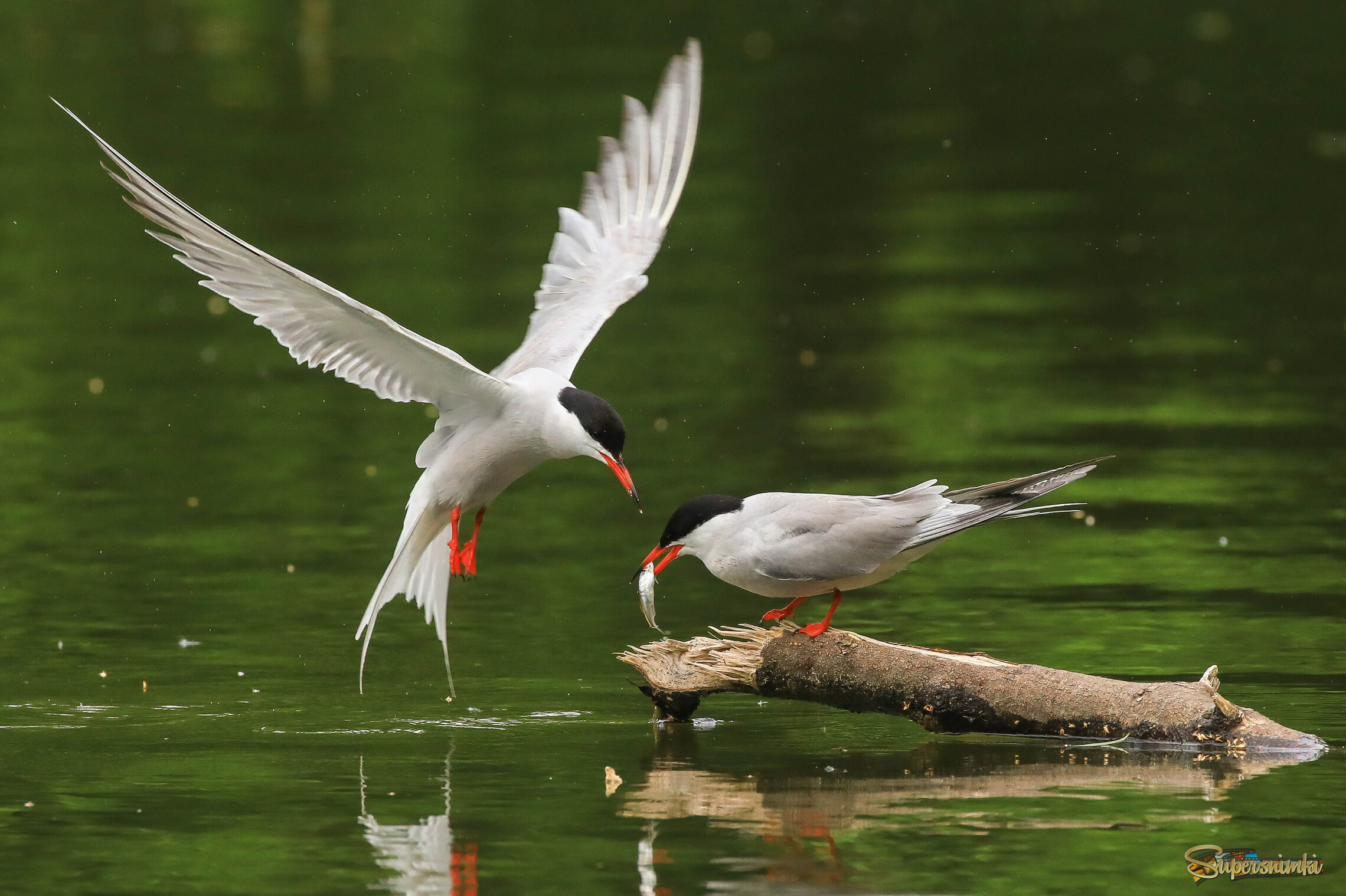 Снова рыба!
