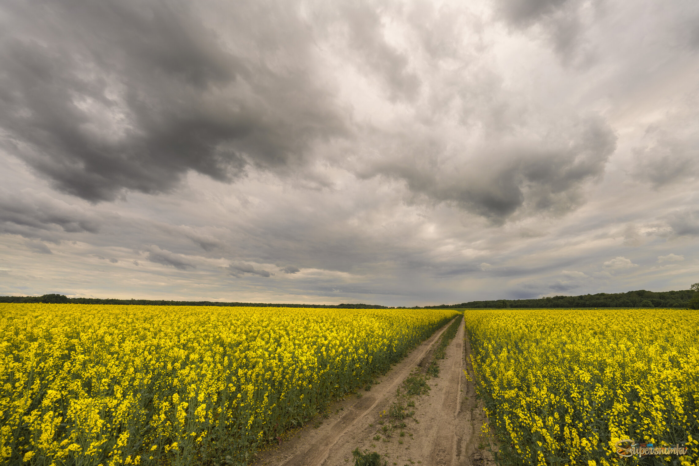 Рапсовое поле