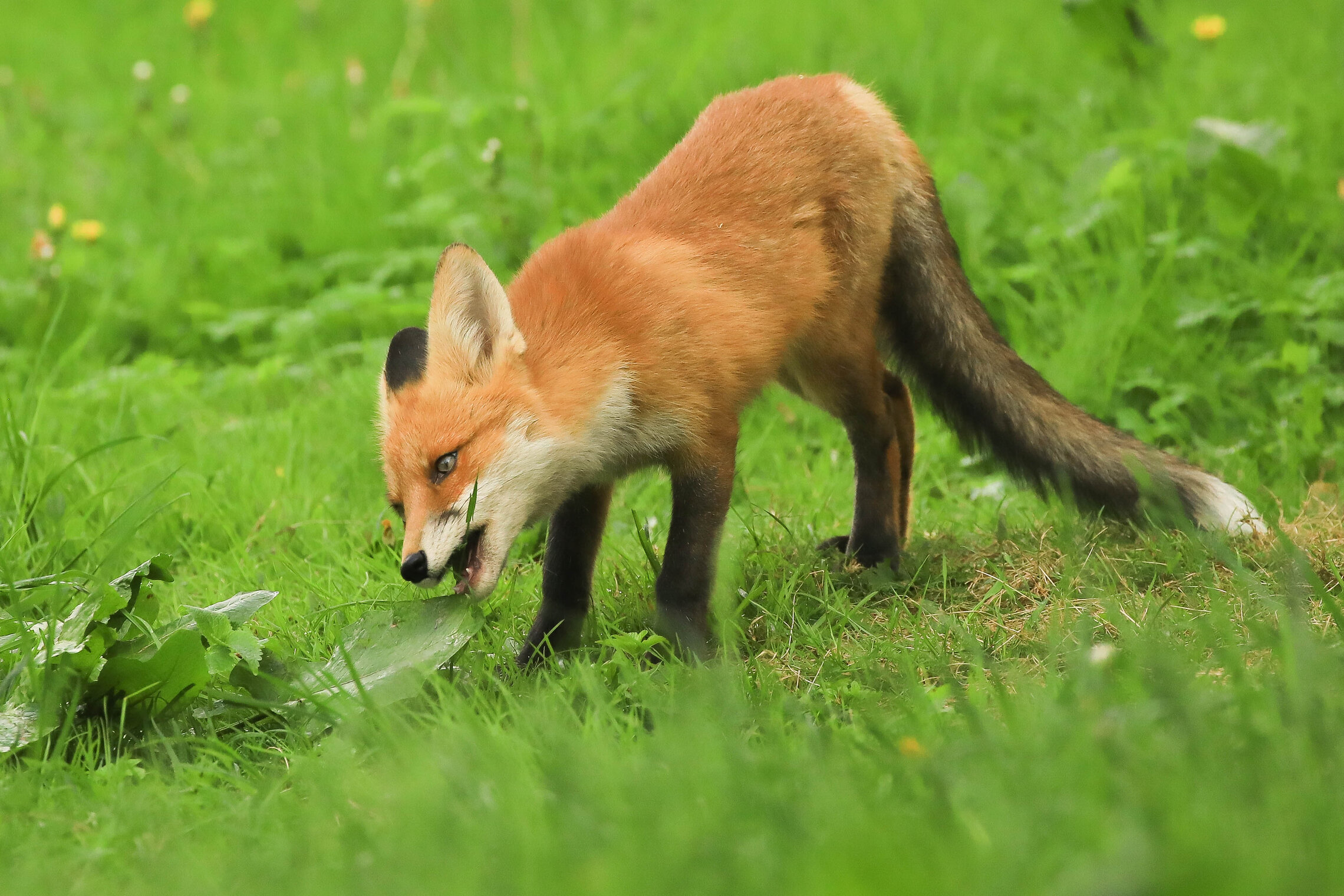 И лисы траву любят