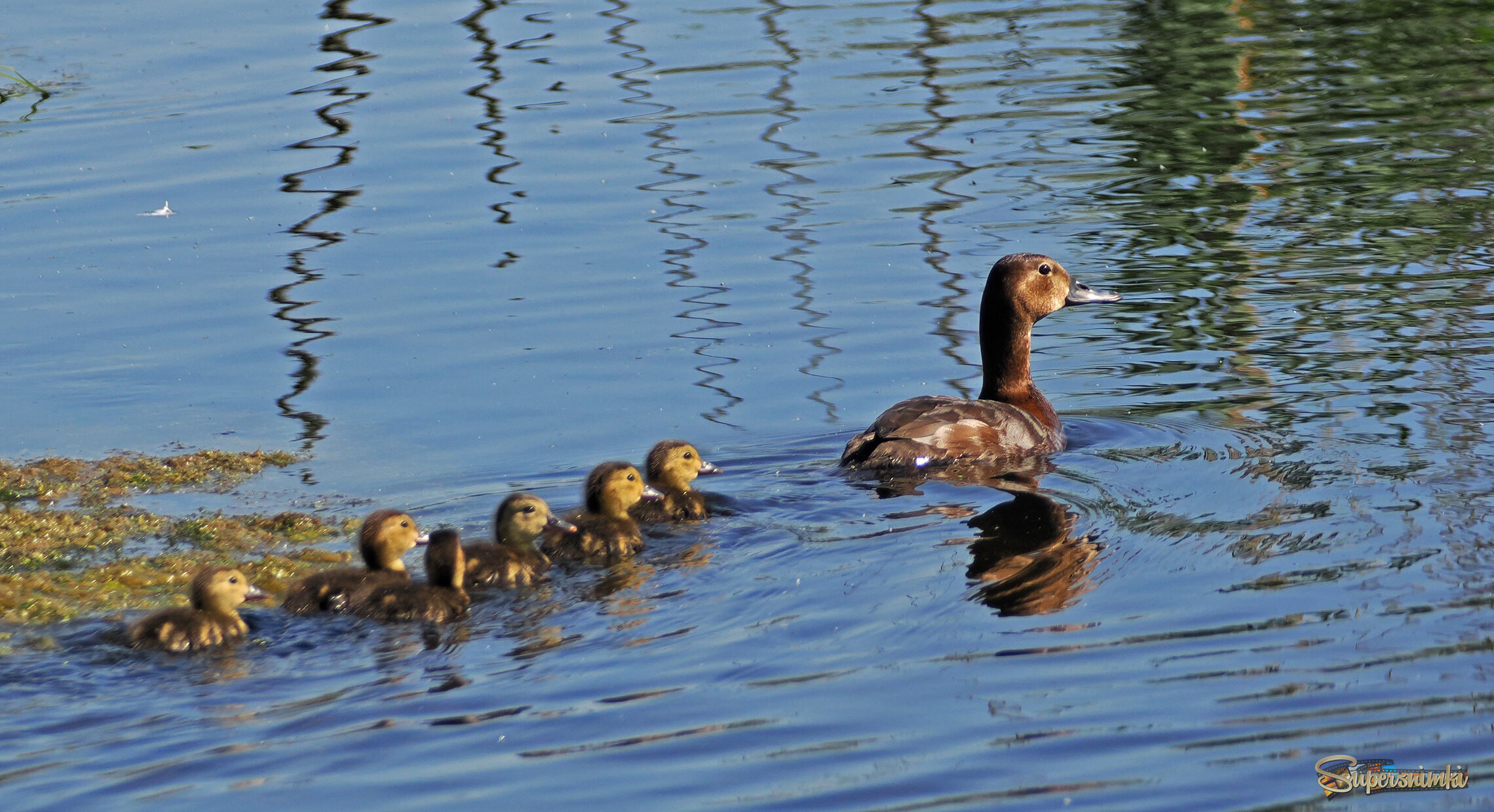 Красноголовый нырок с потомством.