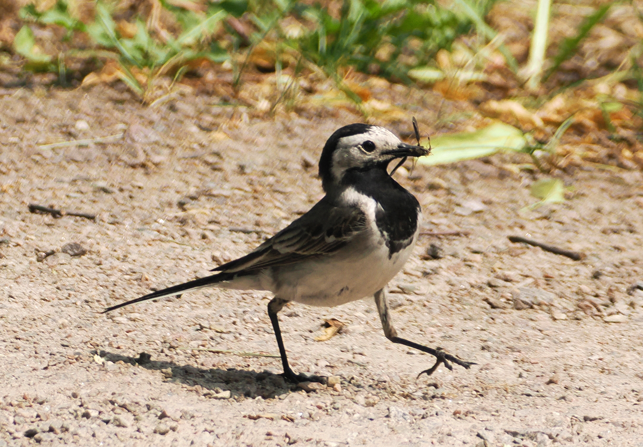 Кормление слётка белой трясогузки.