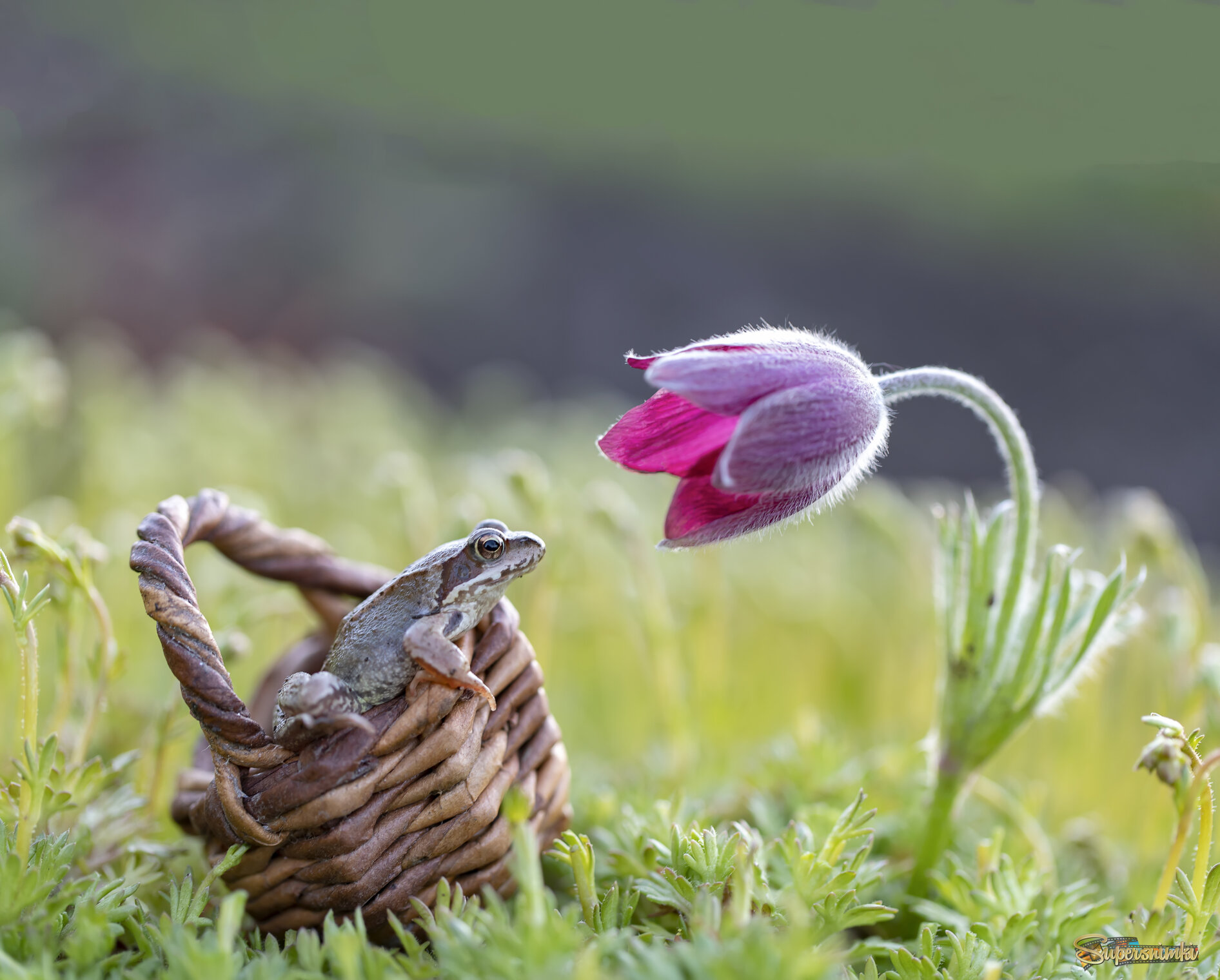 Очарованная....