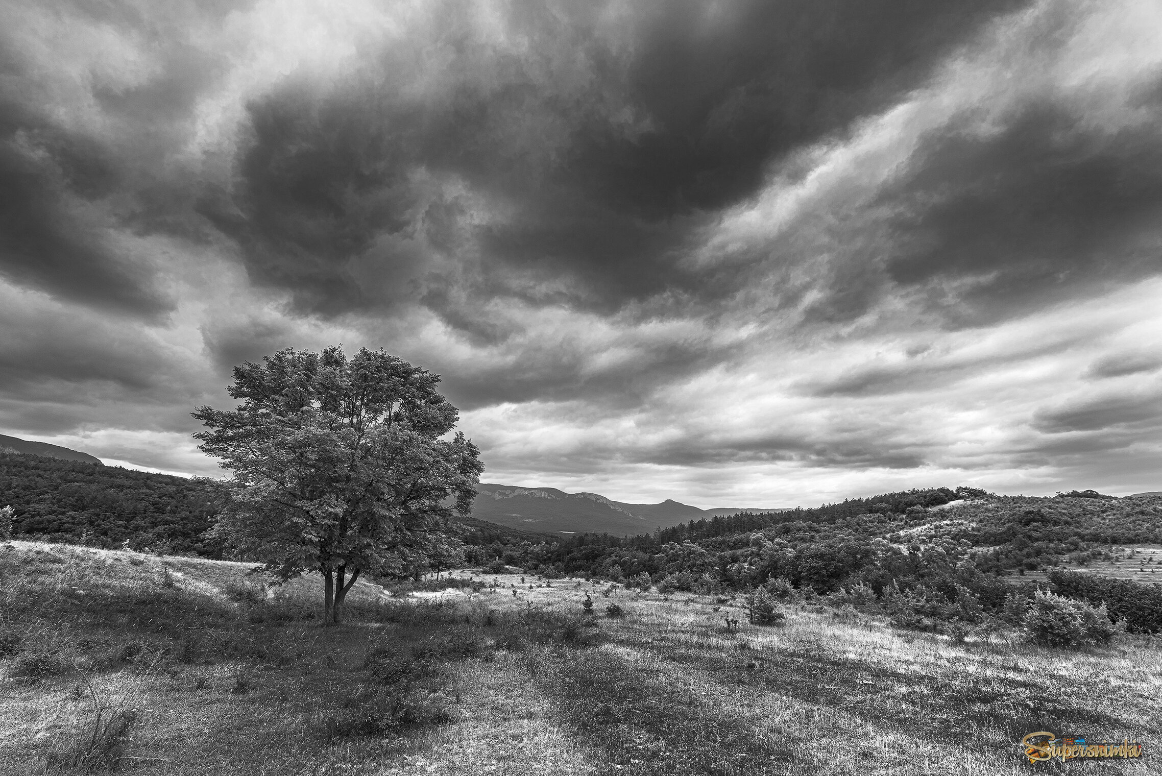 Одинокое дерево