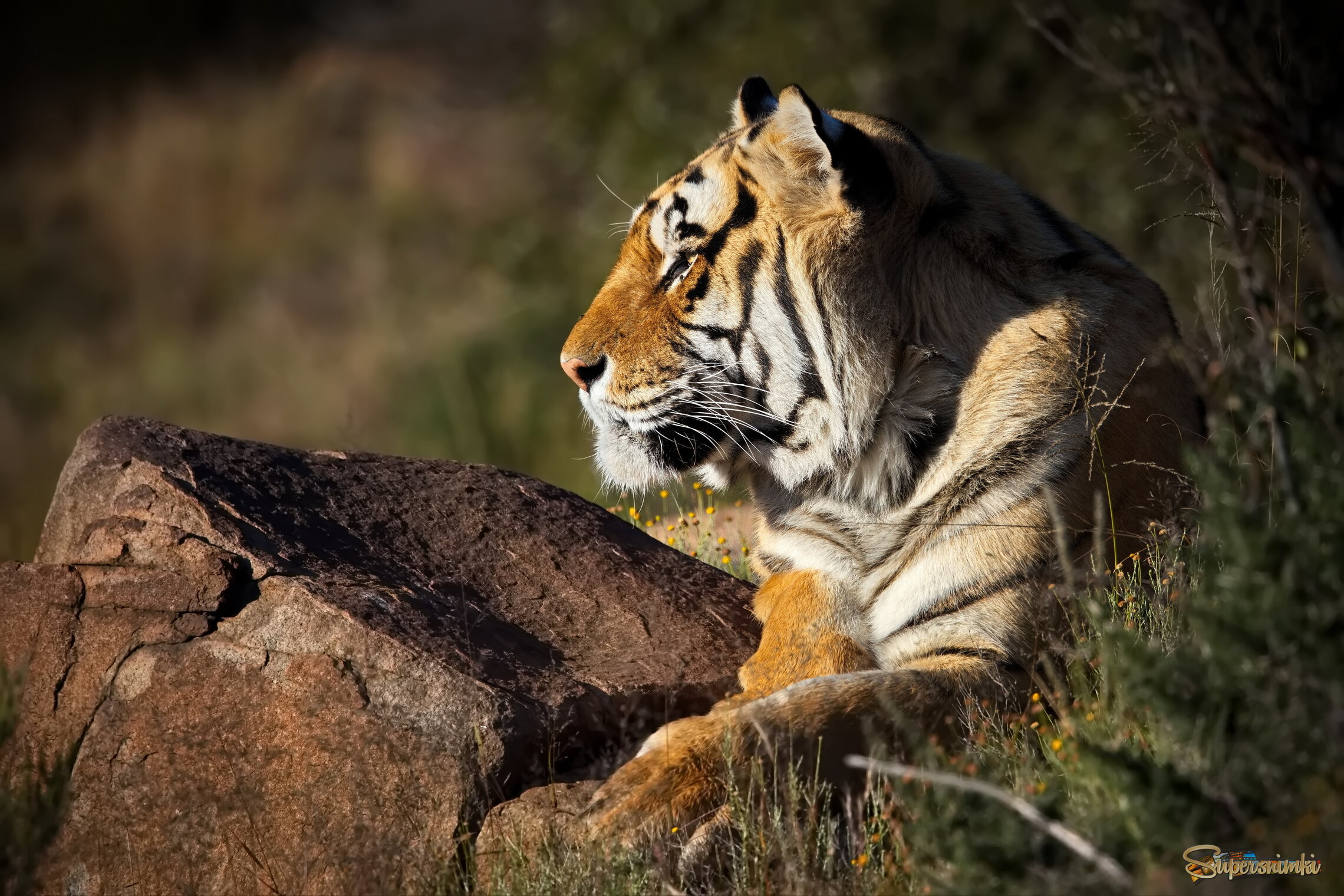 Утренние раздумья