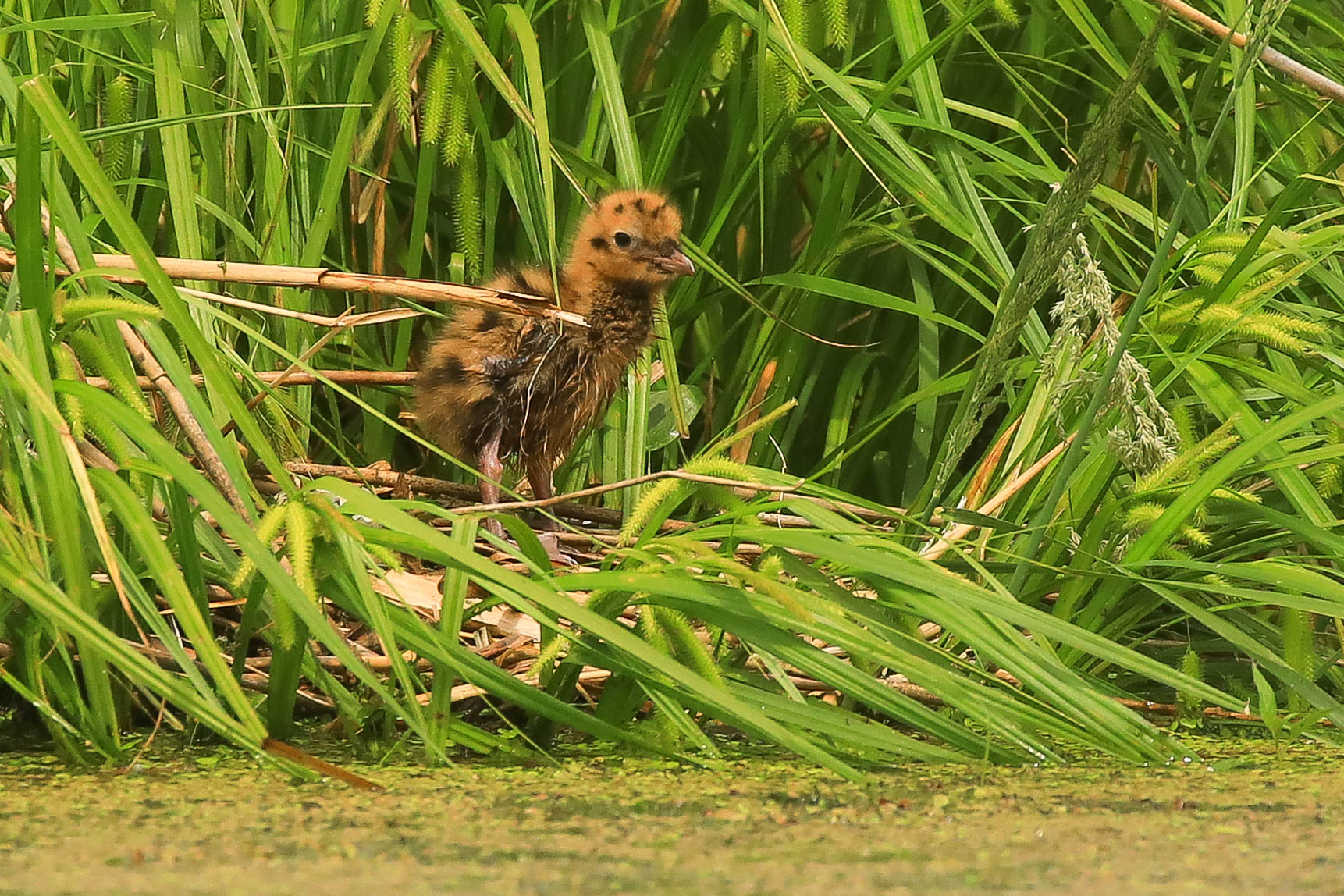 Только из яйца