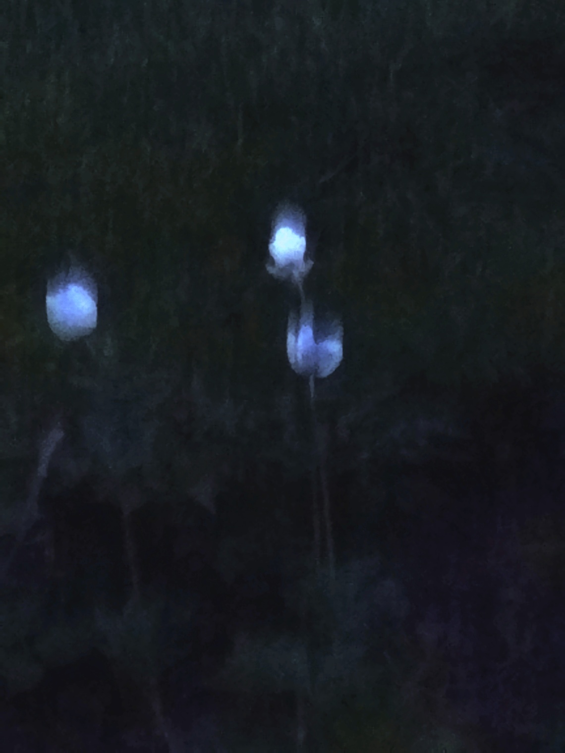 Вечерний Гравилат