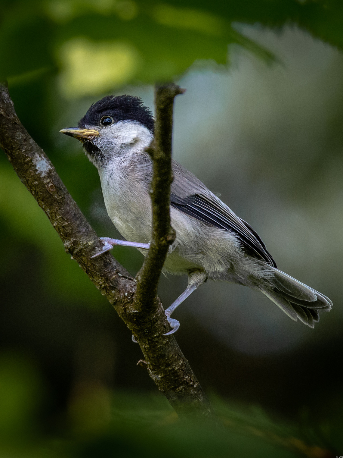 Болотная гаичка ... подросток