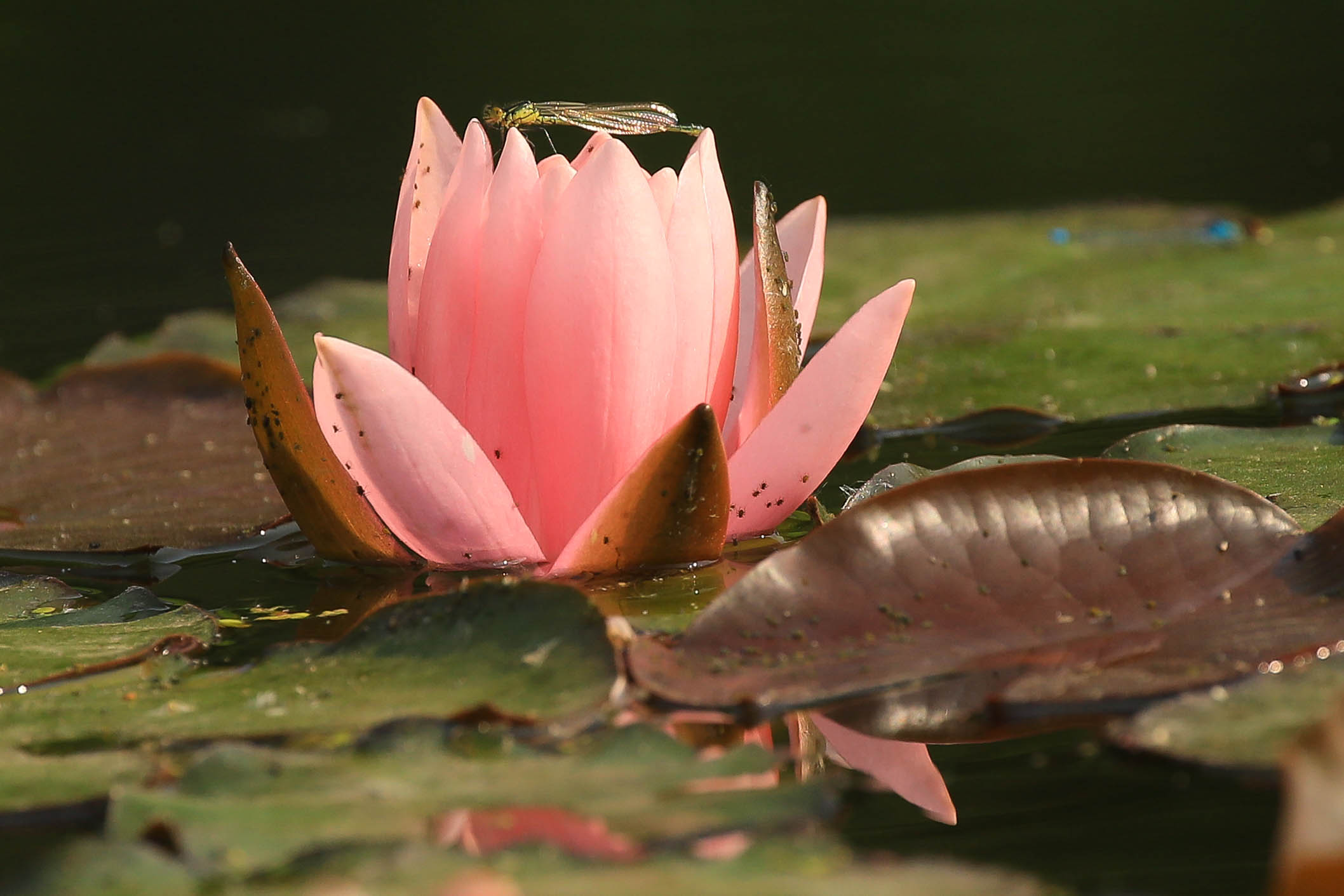 Лилия и Стрекоза