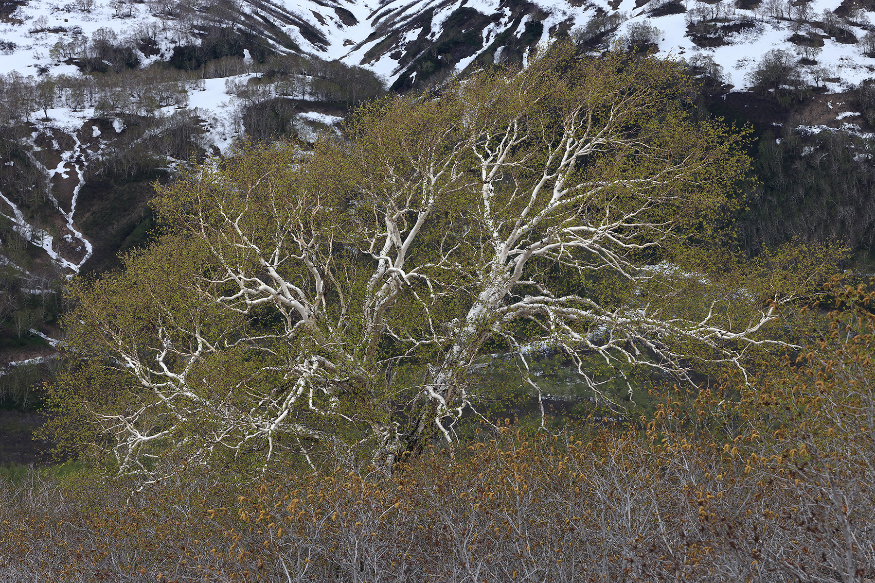 Встретились зима и лето.