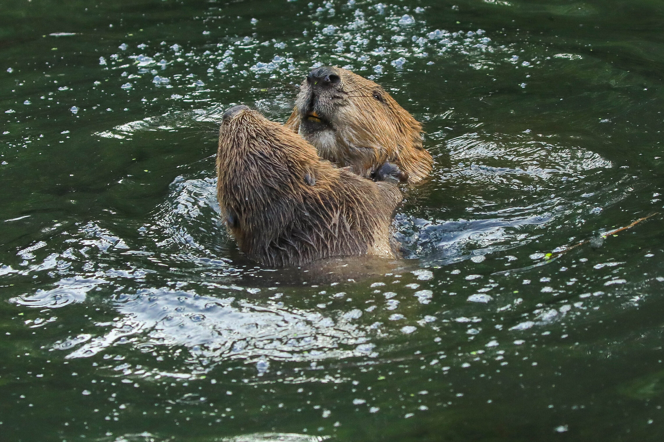 Игровые бои