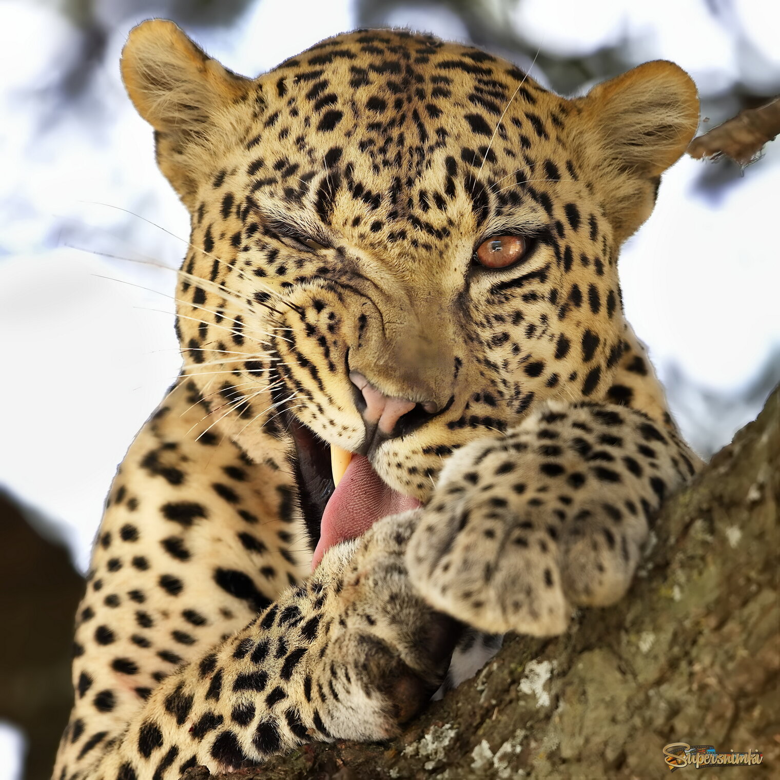 Хитрый взгляд