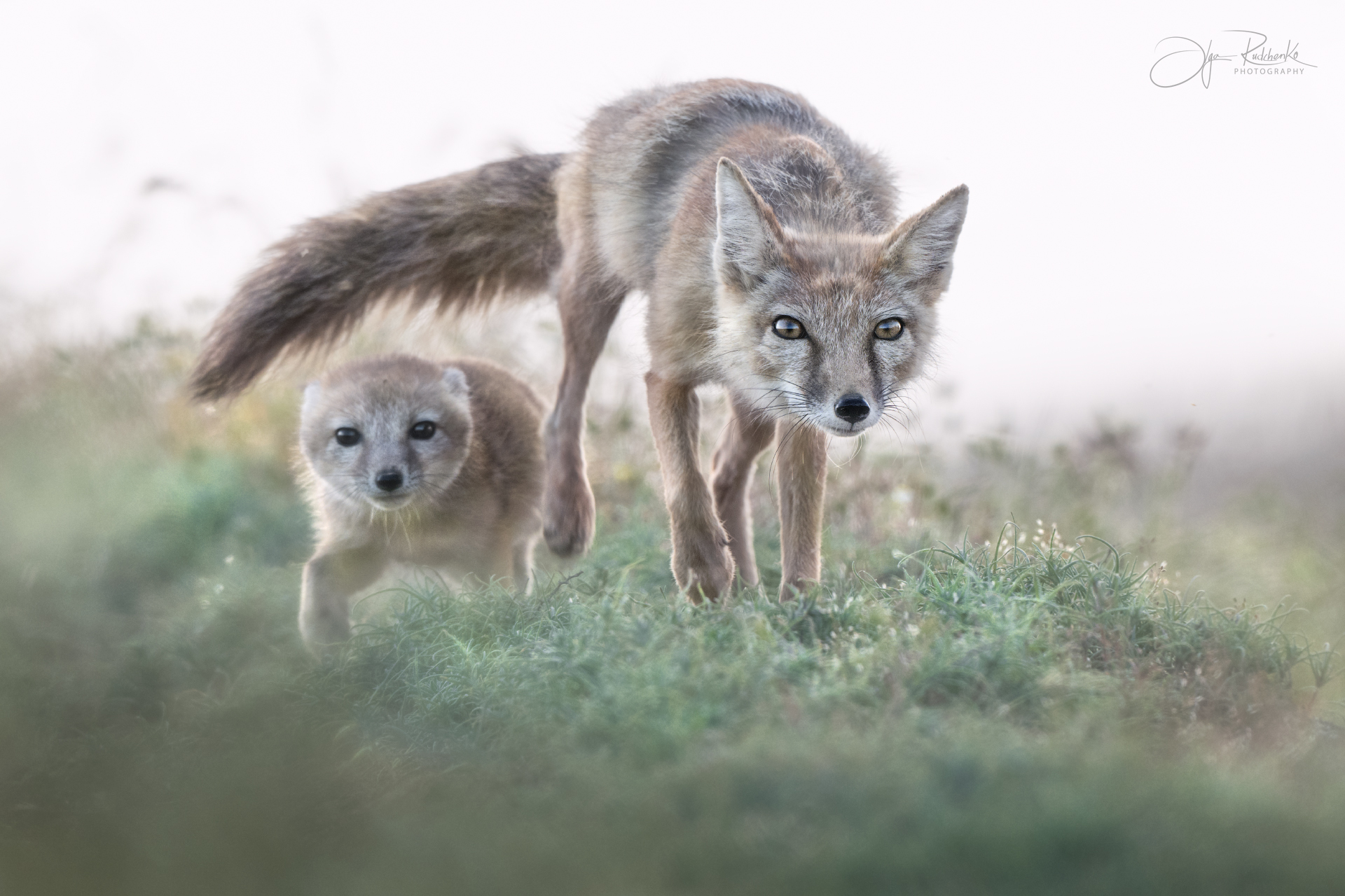 "Под прикрытием"