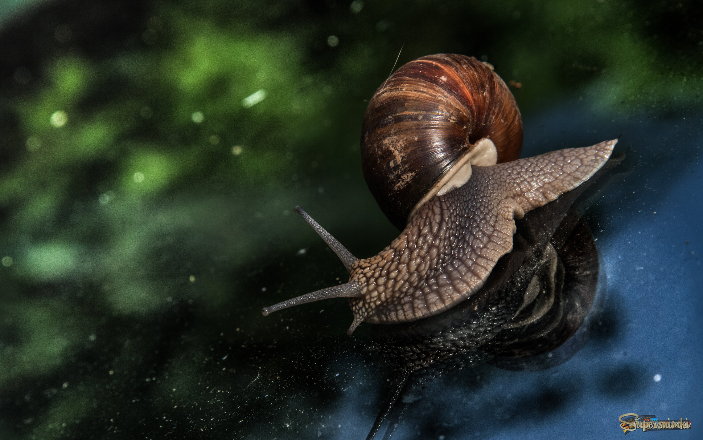 Космическое путешествие улитки.