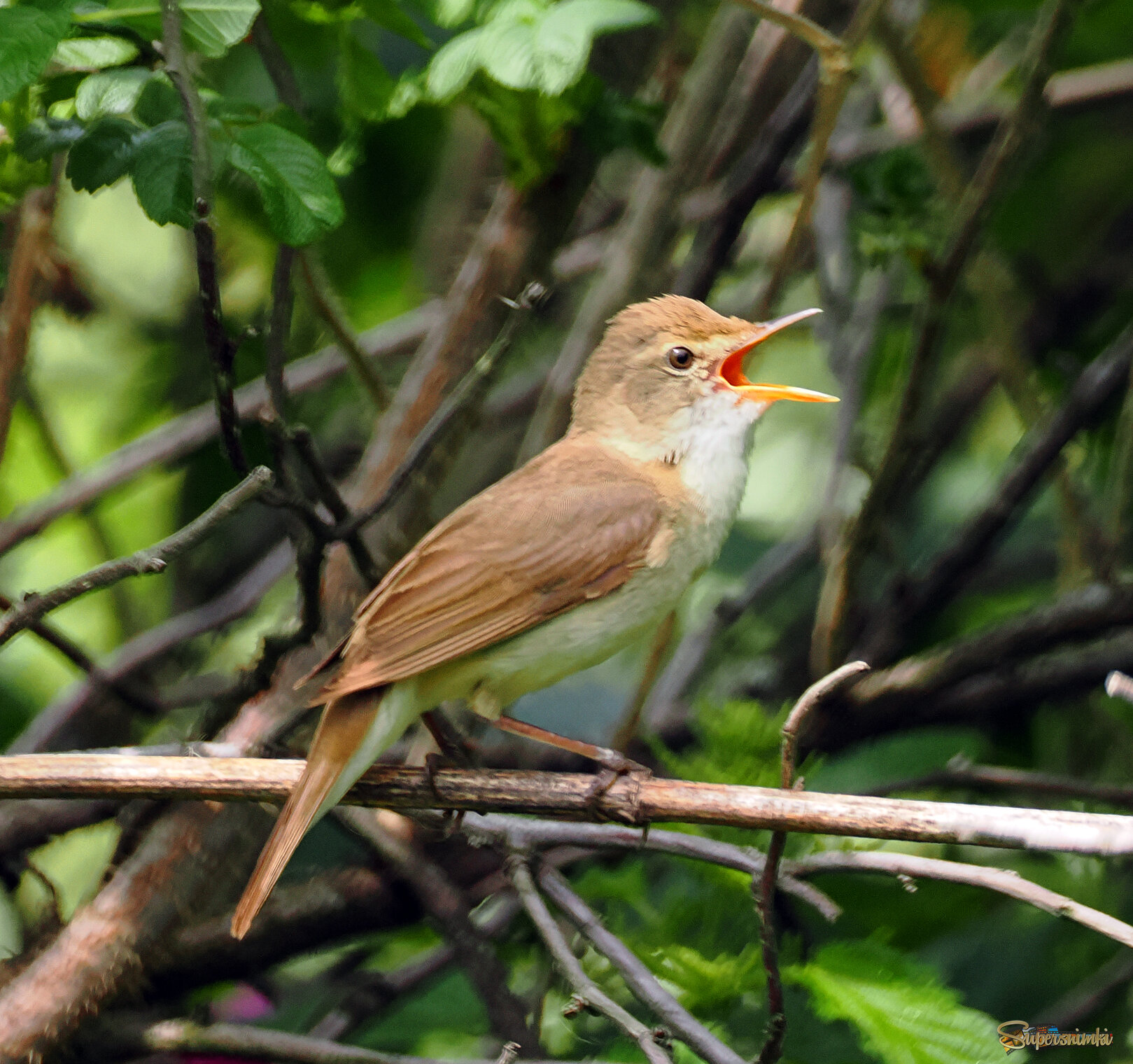 Садовая камышовка радуется, что дождь прошёл!