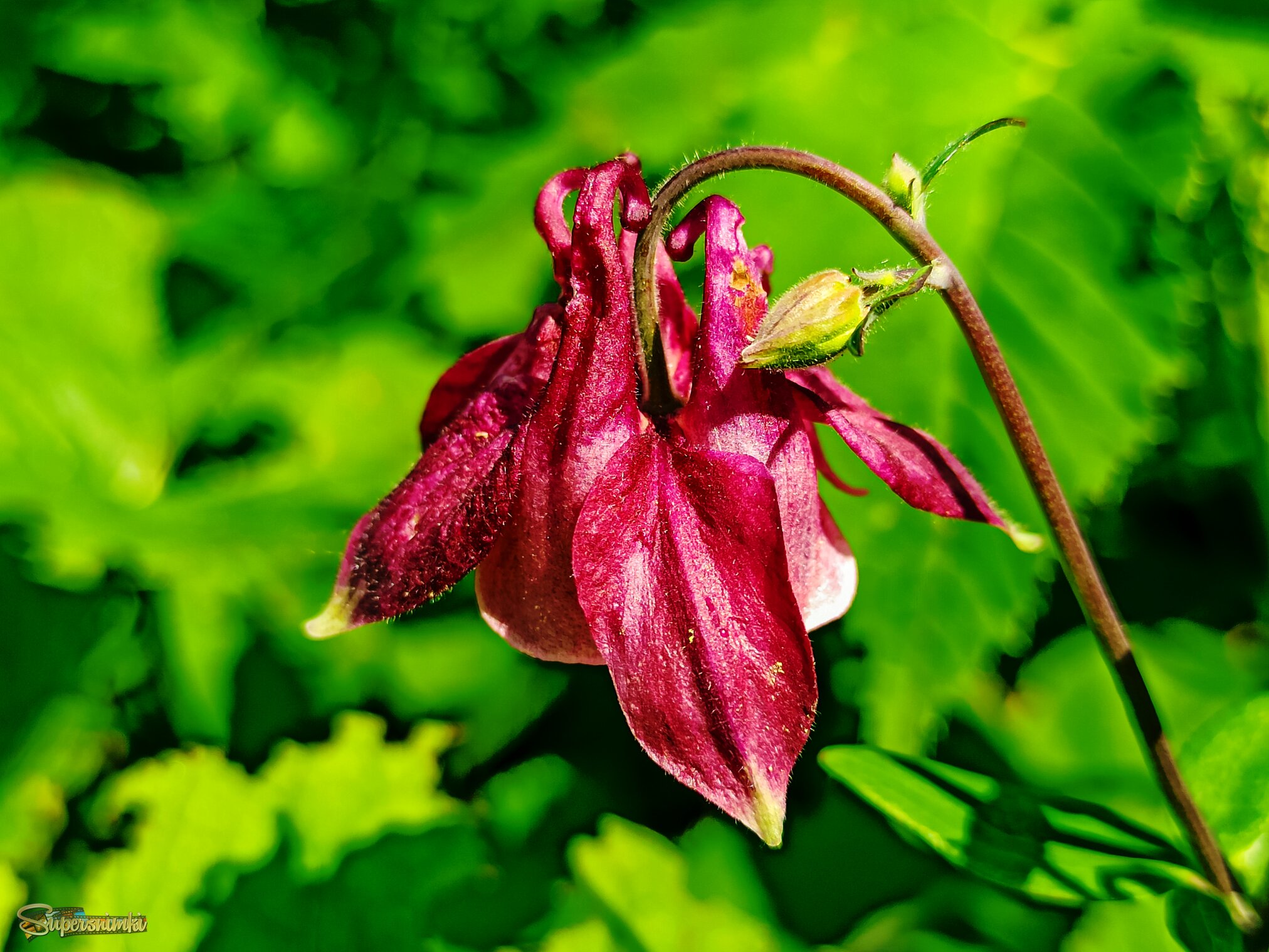 Аквилегия винно - красная 