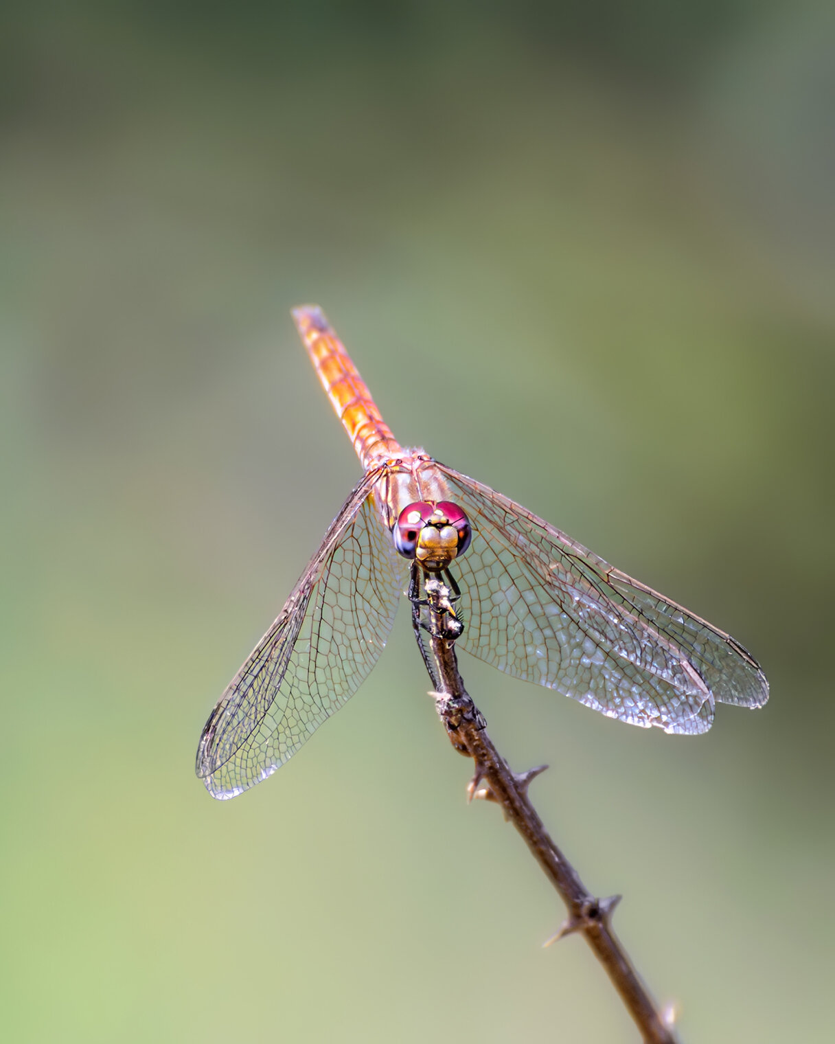 Мир стрекоз