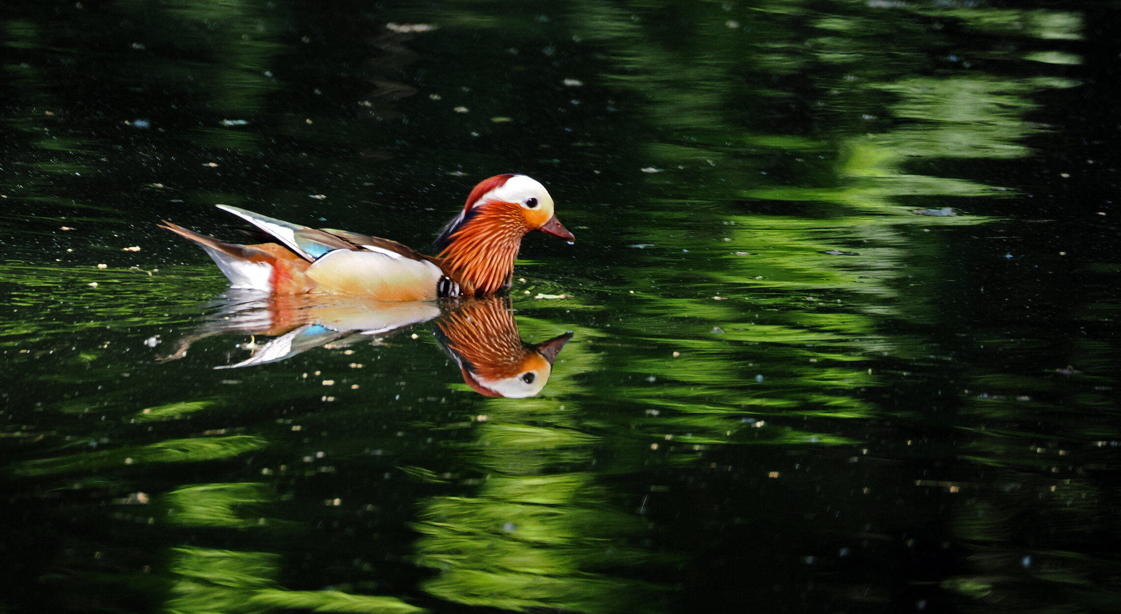 Утка-мандаринка, самец.