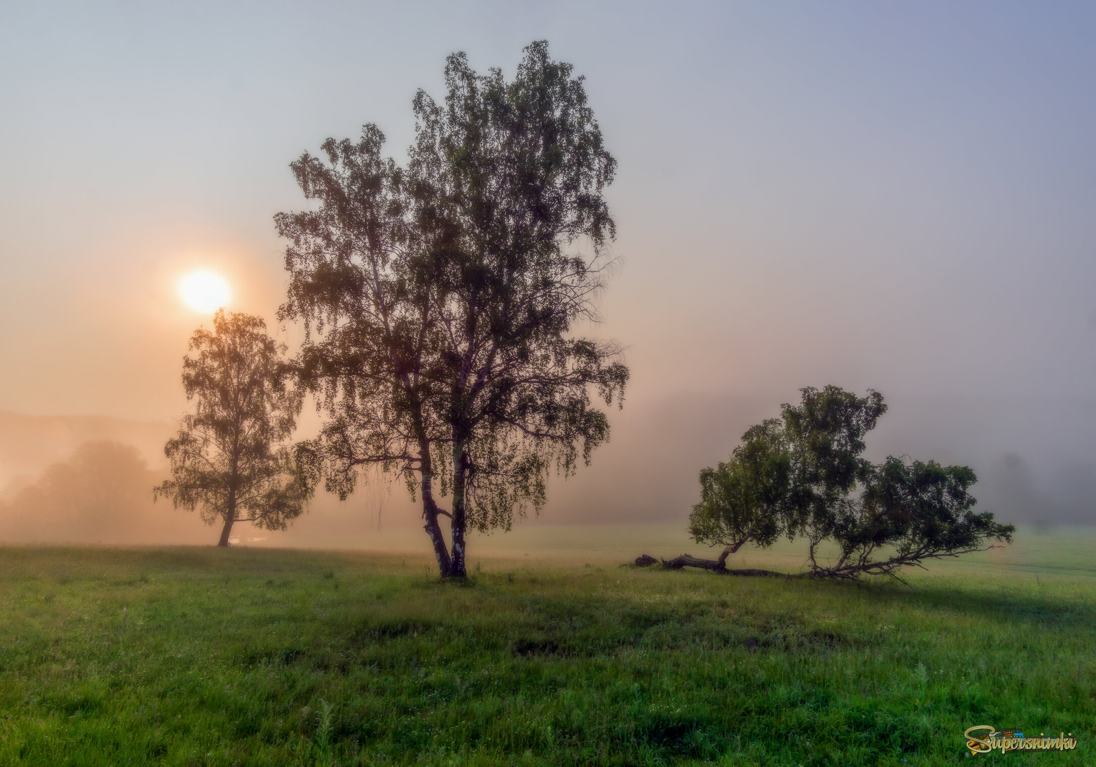 Групповой портрет берёзок в туманной дымке весеннего утра