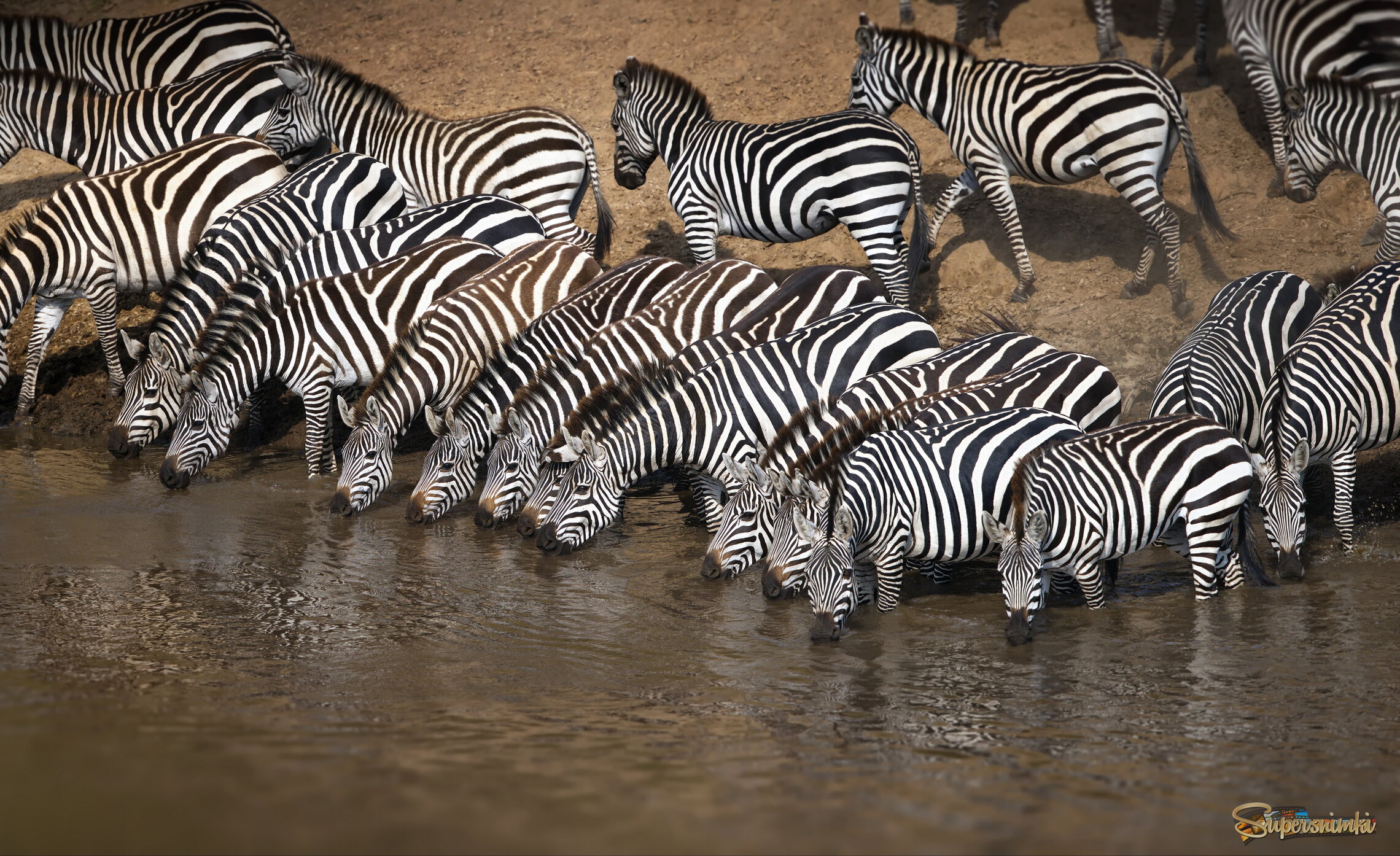 Полосатый водопой